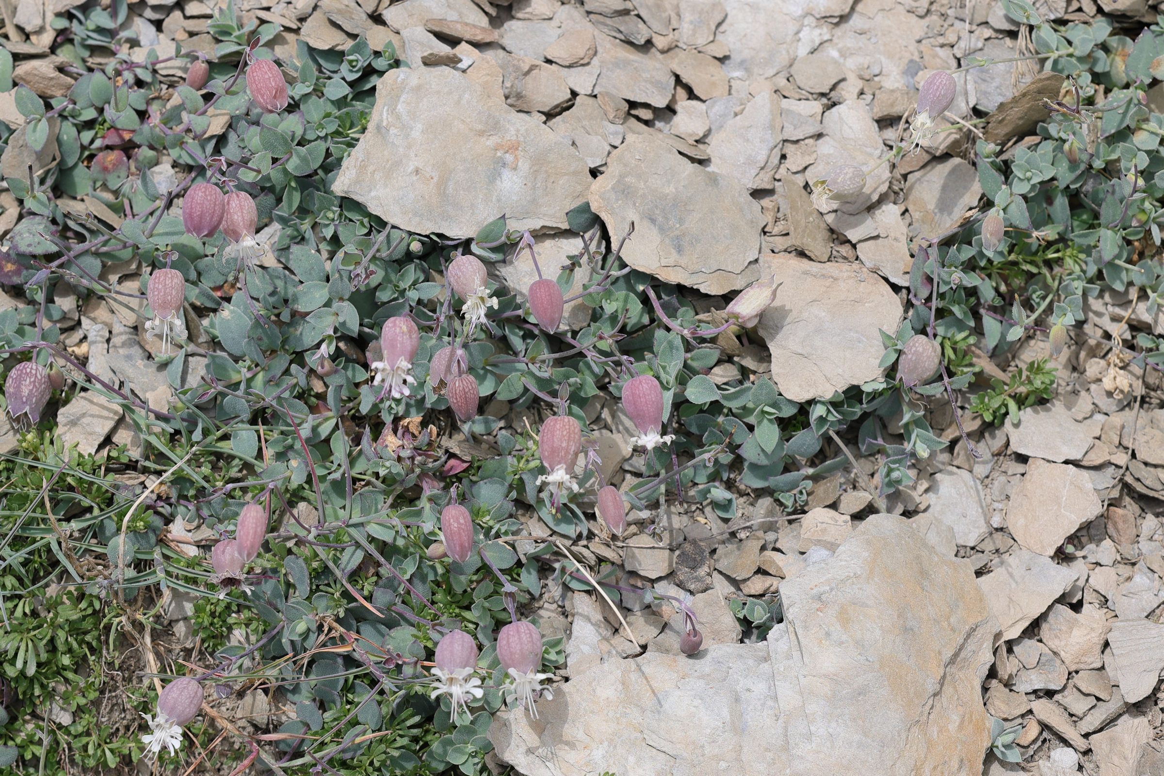 silene_vulgaris_prostrata1md