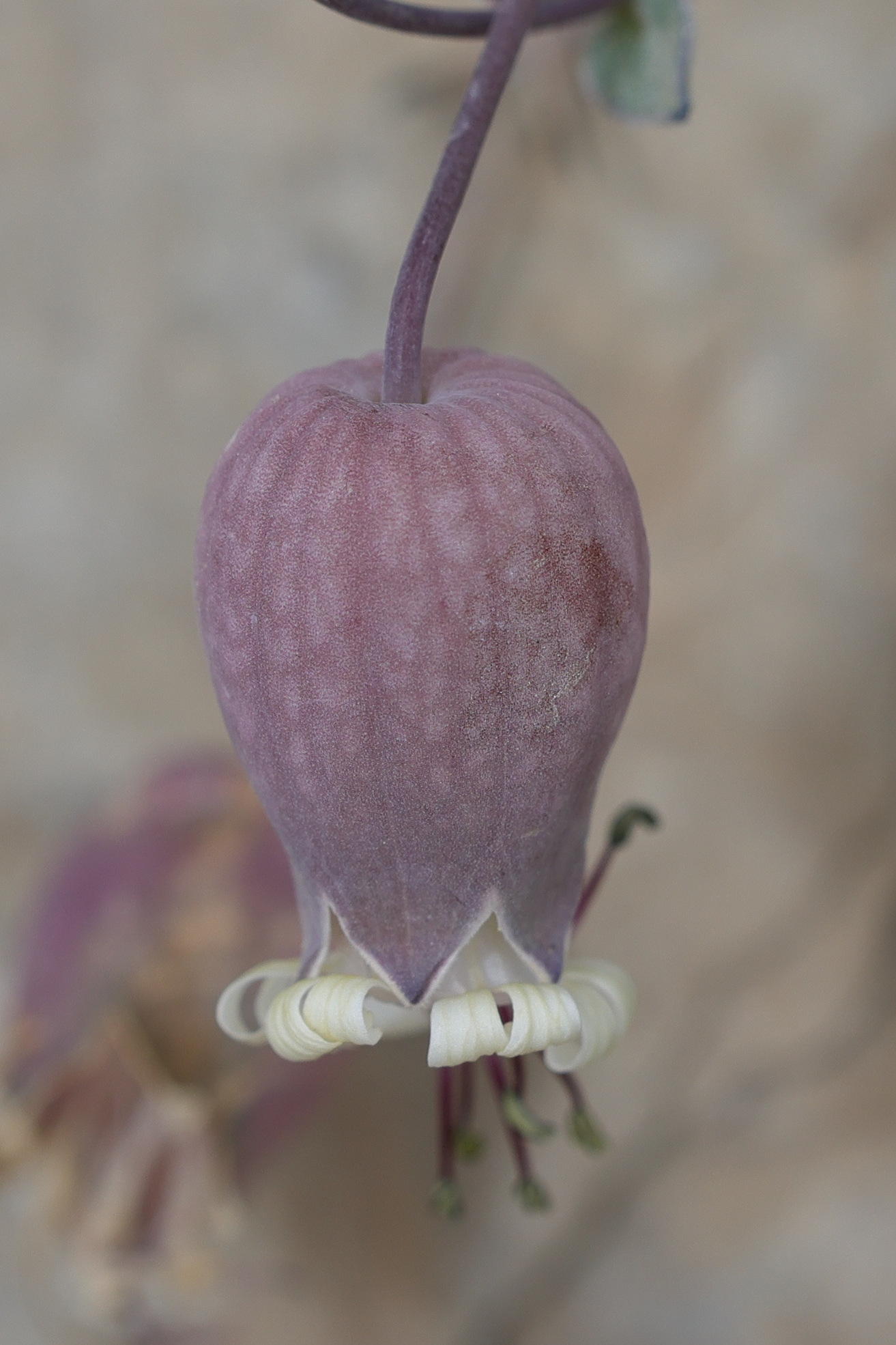 silene_vulgaris_prostrata2md