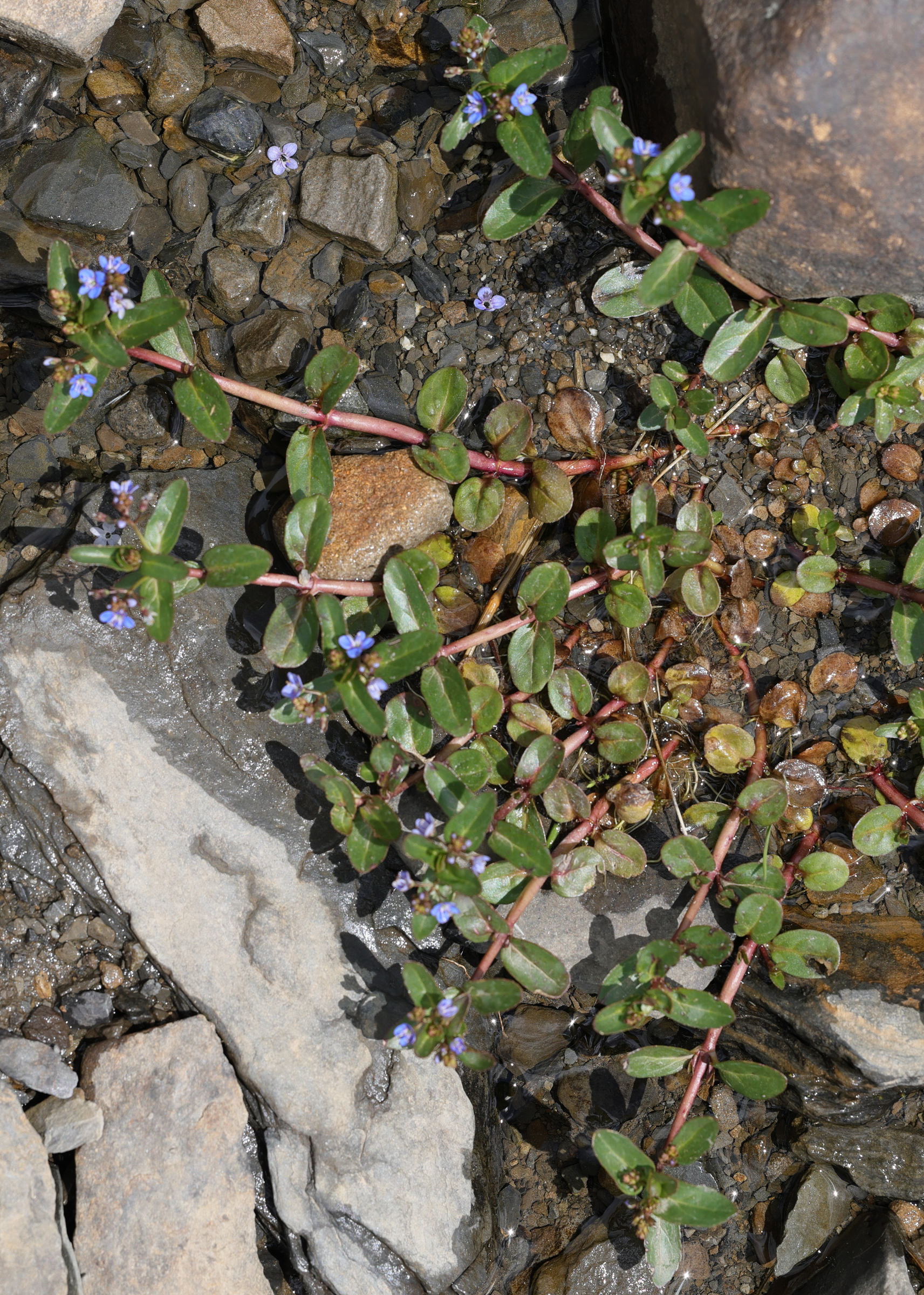 Afficher le média veronica_beccabunga1md veronica_beccabunga1md