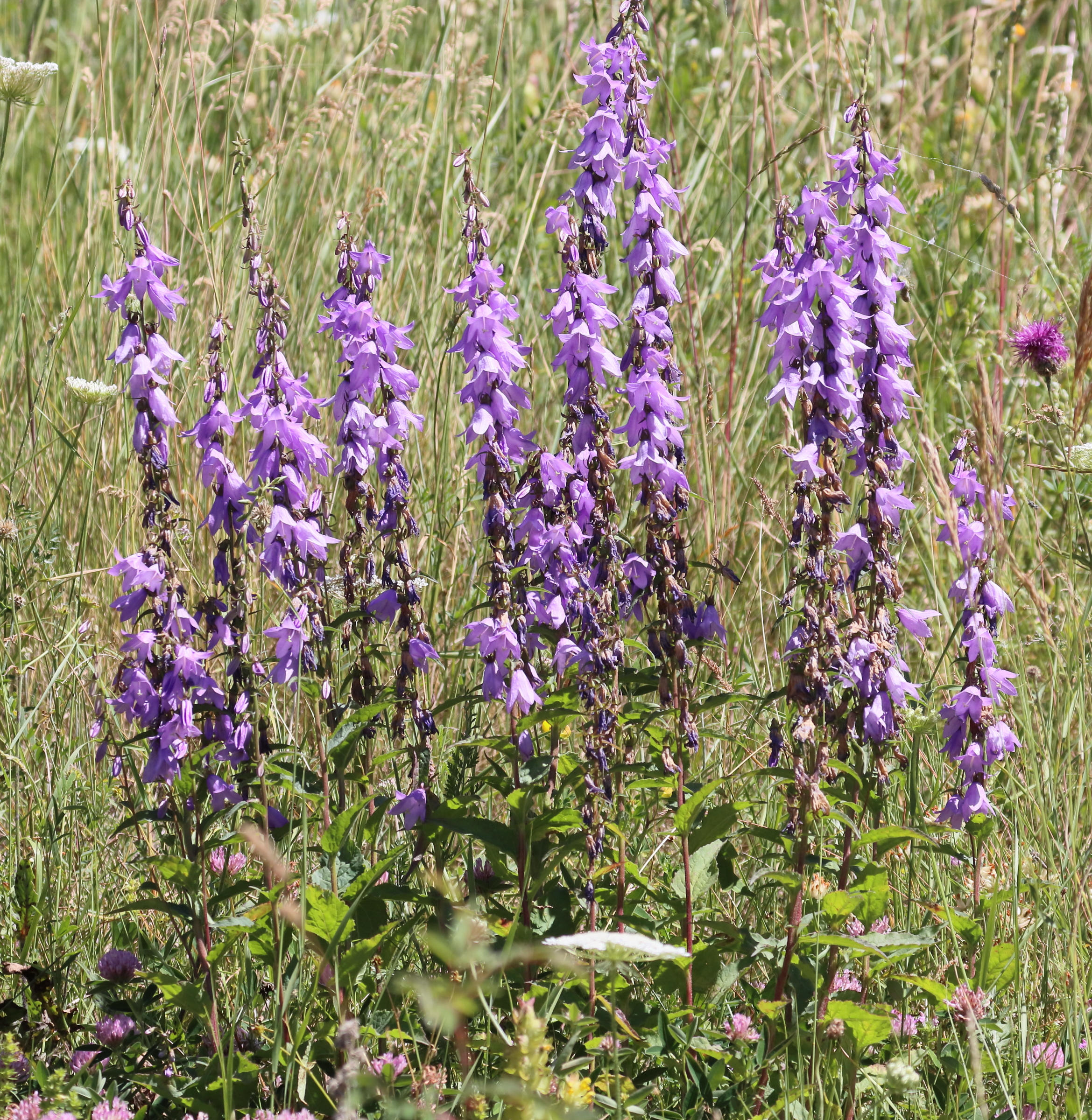 campanula_rapunculoides5bd