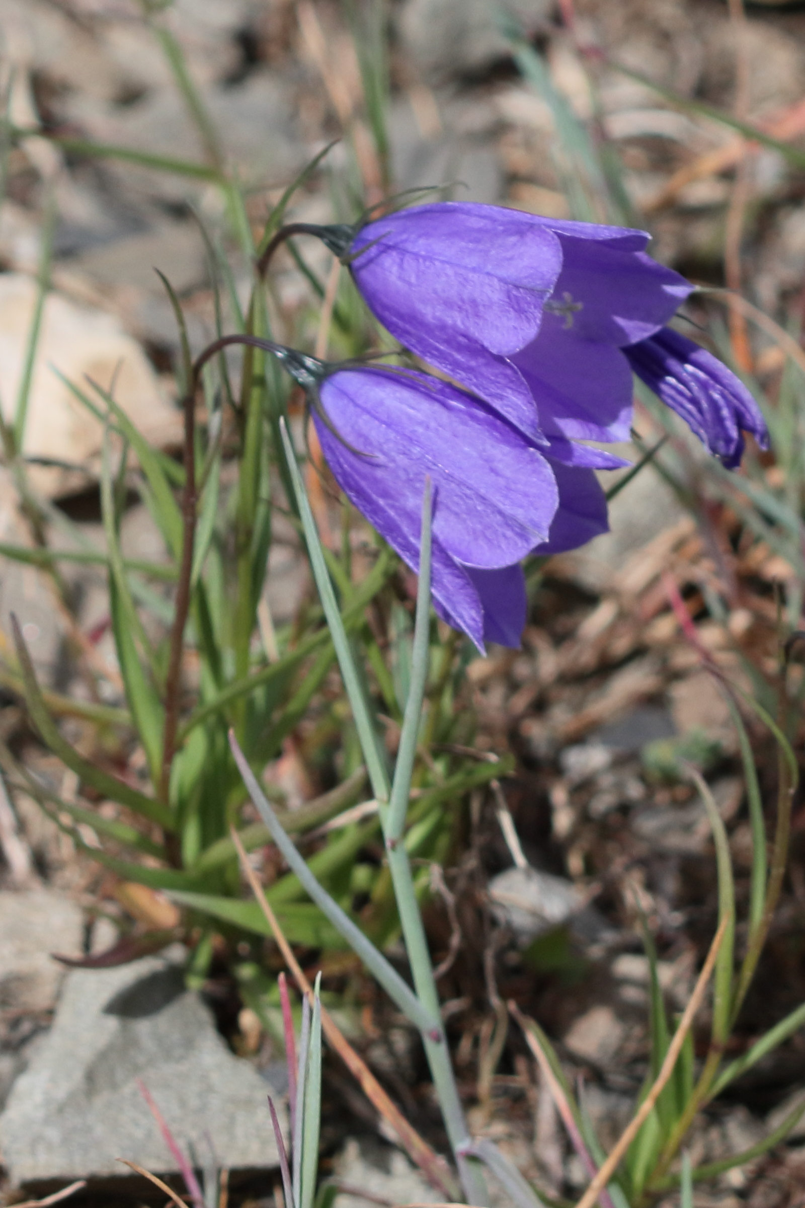 campanula_scheuchzeri_scheuchzeri2bd