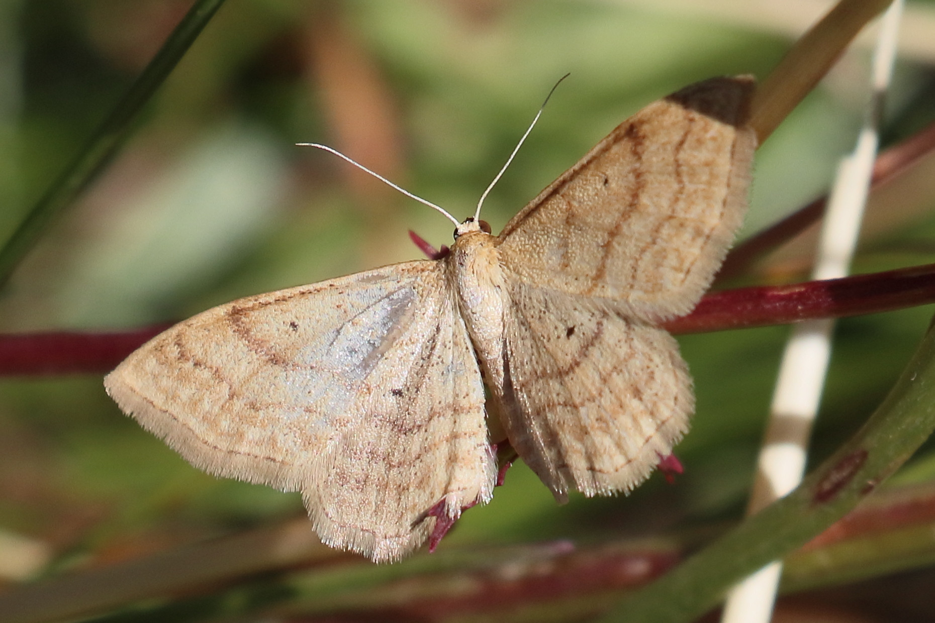 idaea_ochrata5bd