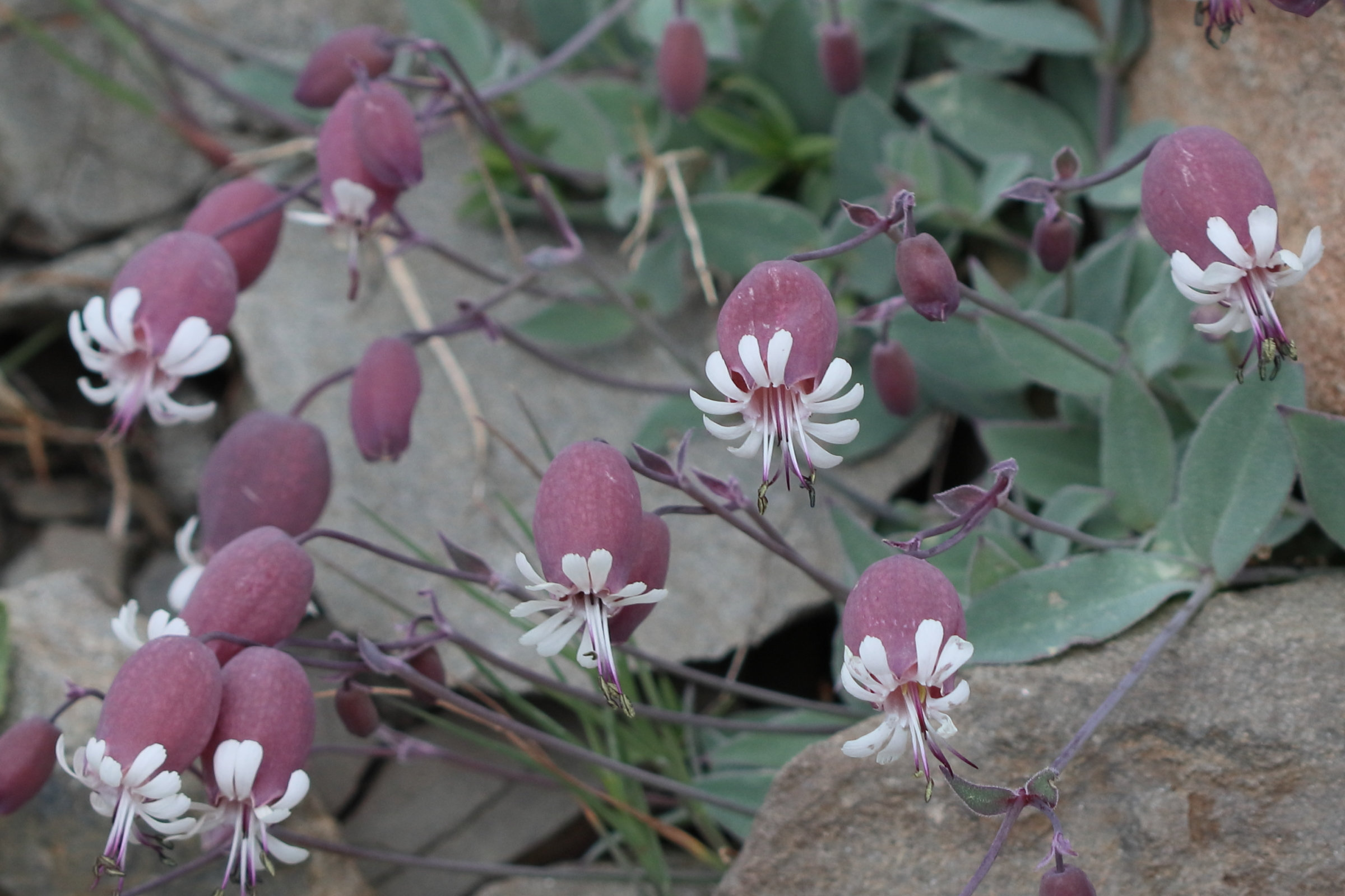 silene_vulgaris_prostrata4bd