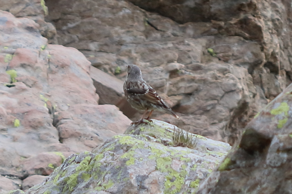 accenteur_alpin_-_prunella_collaris5bd