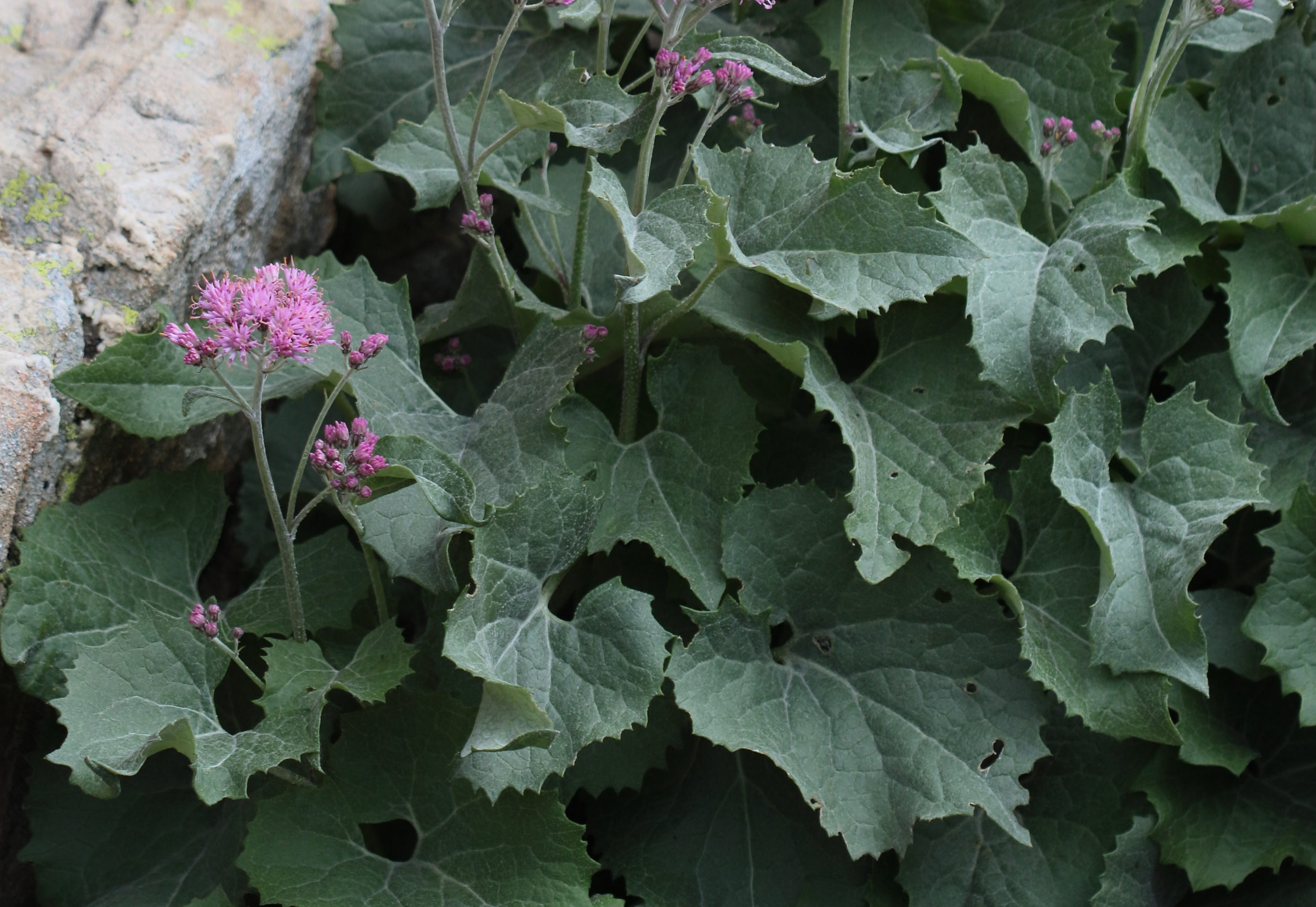 Afficher le média adenostyles_alliariae5bd adenostyles_alliariae5bd