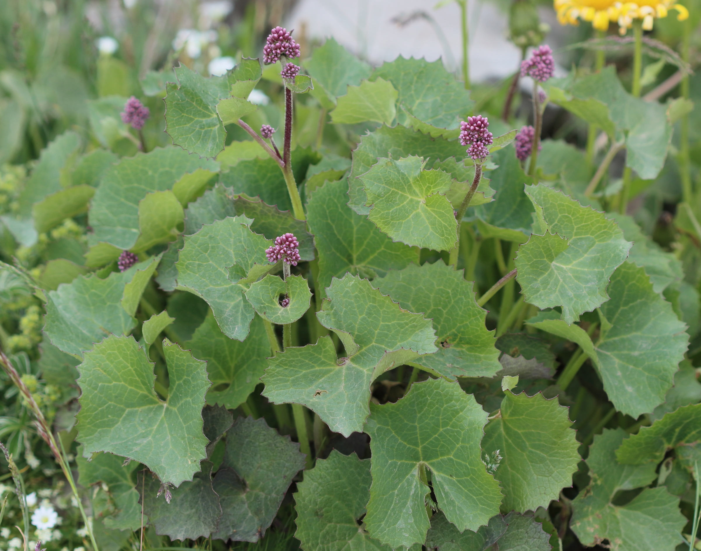 adenostyles_alpina_alpina6bdjpg