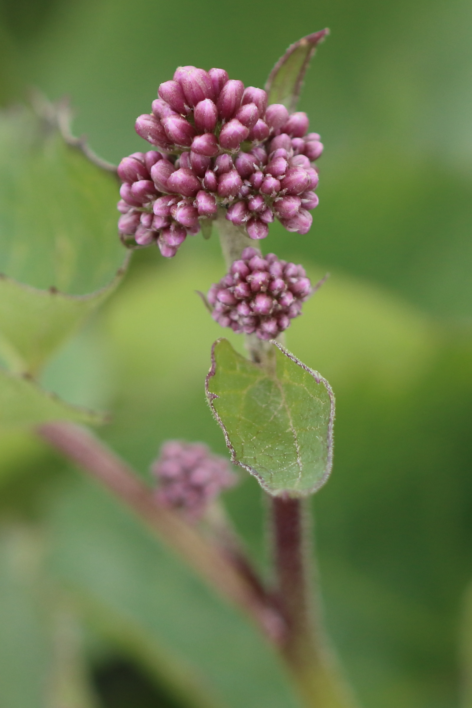 adenostyles_alpina_alpina7bdjpg