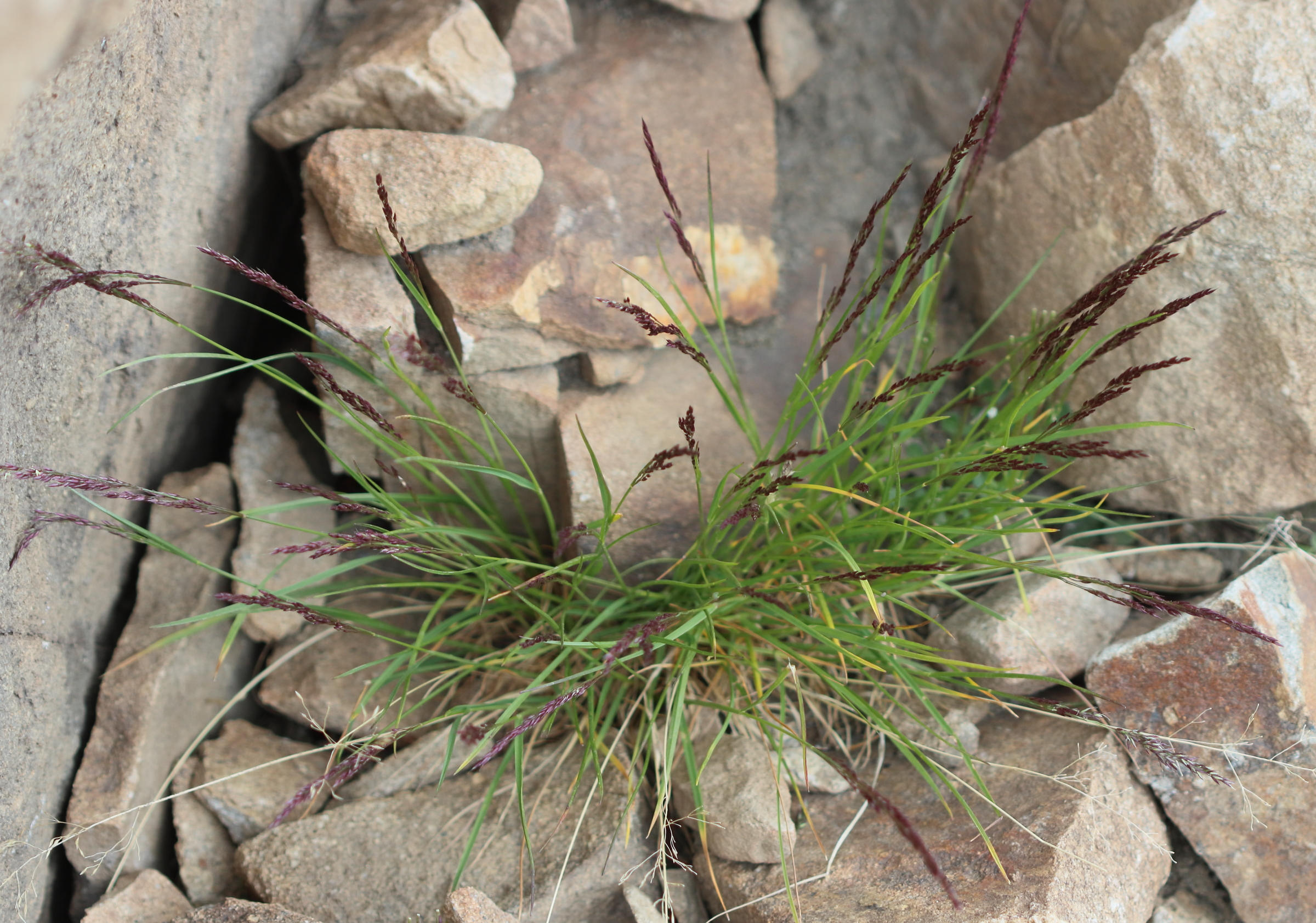 Afficher le média agrostis_rupestris1bd agrostis_rupestris1bd