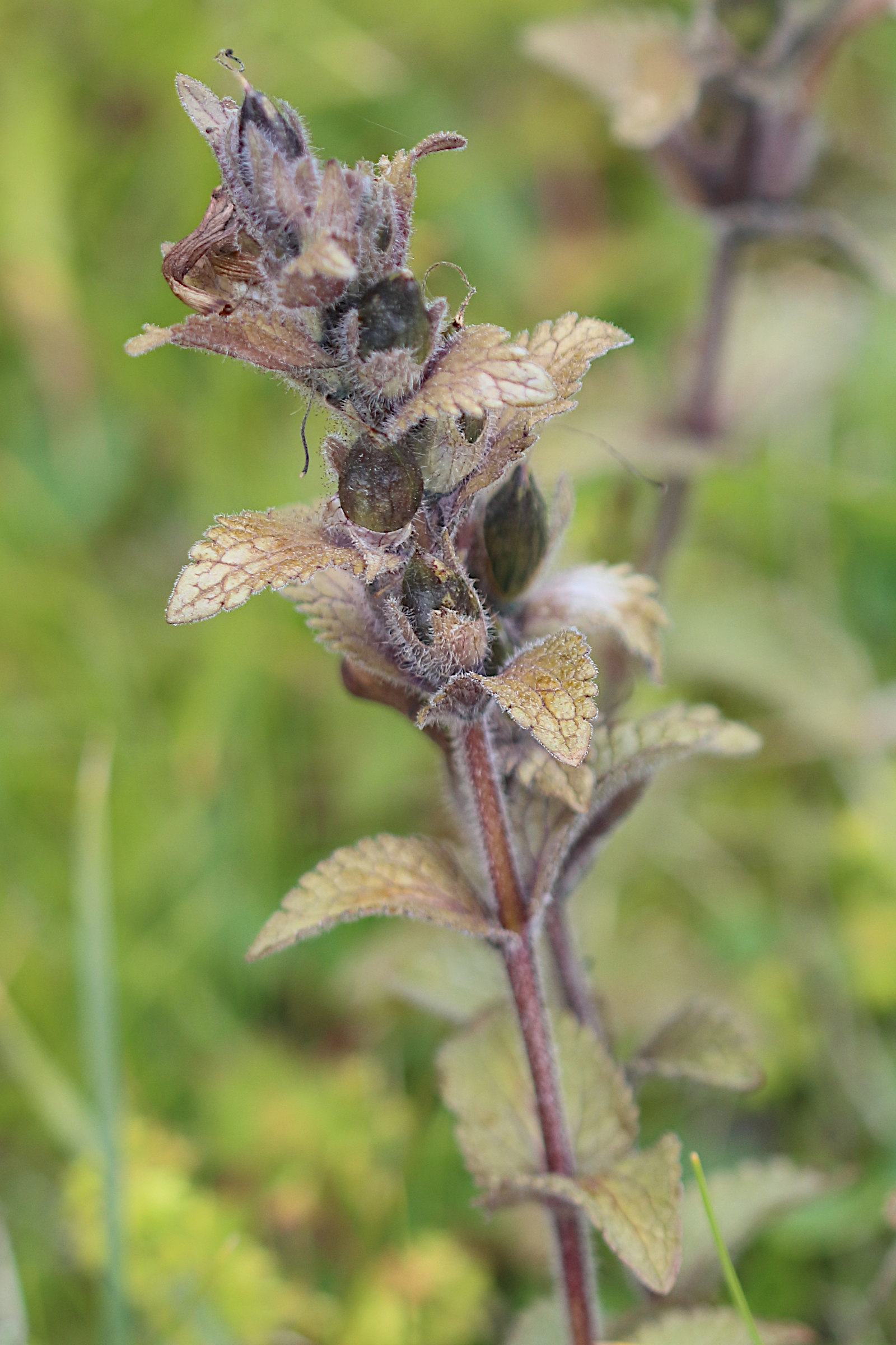 Afficher le média bartsia_alpina5bd bartsia_alpina5bd