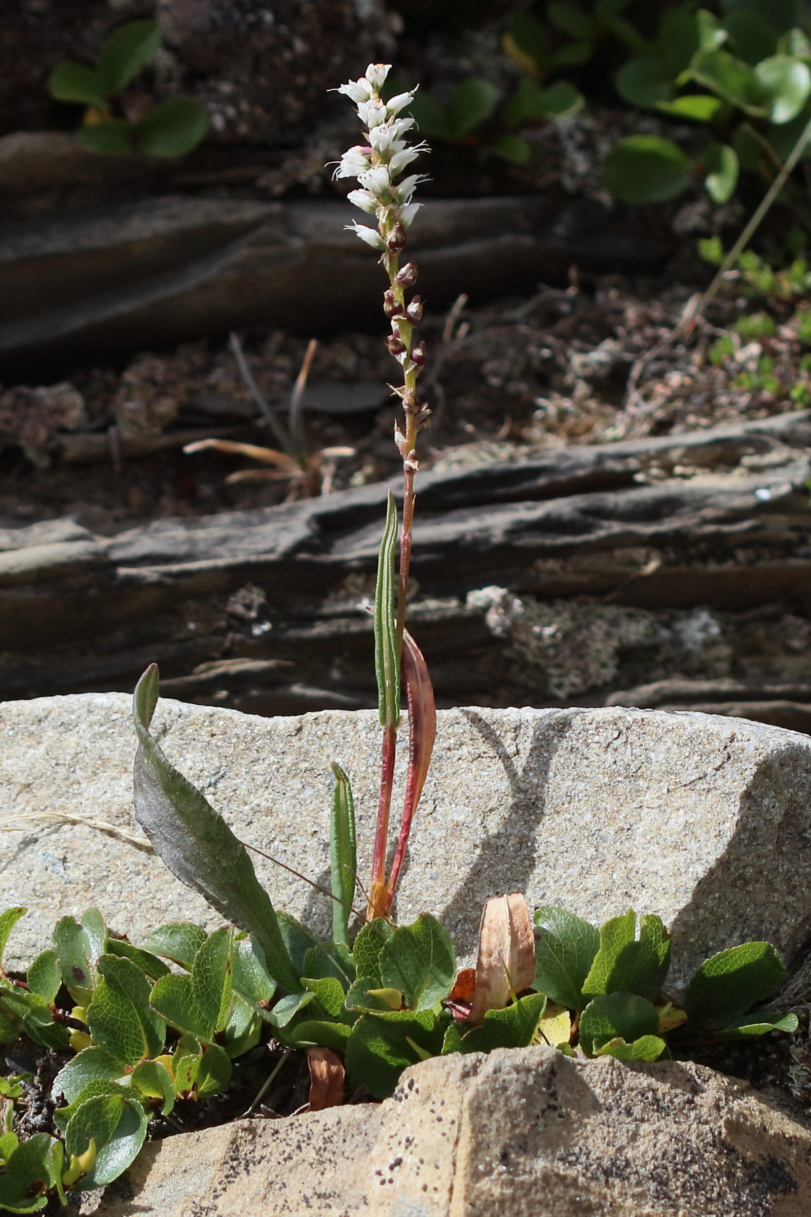 Afficher le média bistorta_vivipara7bd bistorta_vivipara7bd