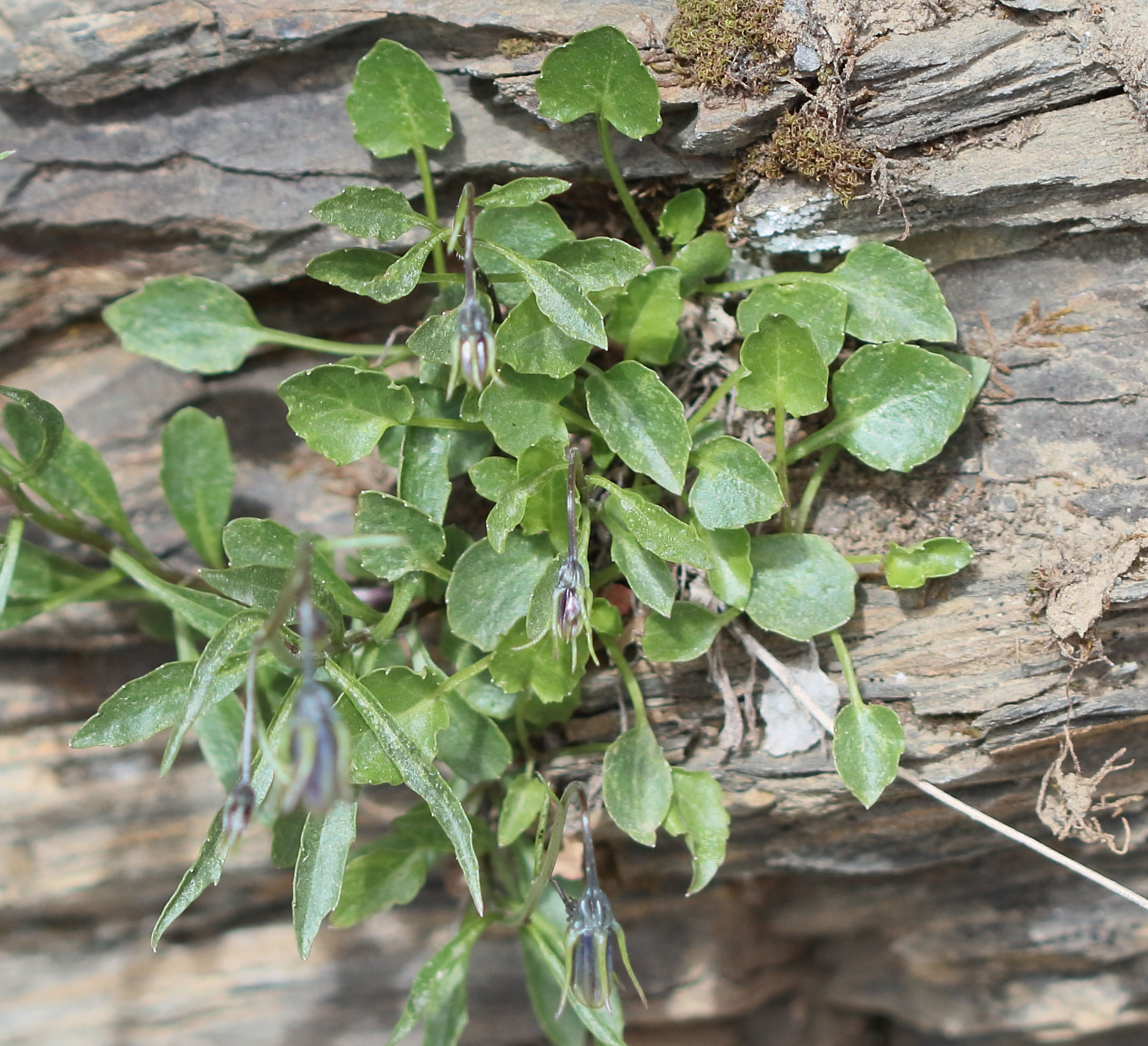 campanula_cochlearifolia4bd