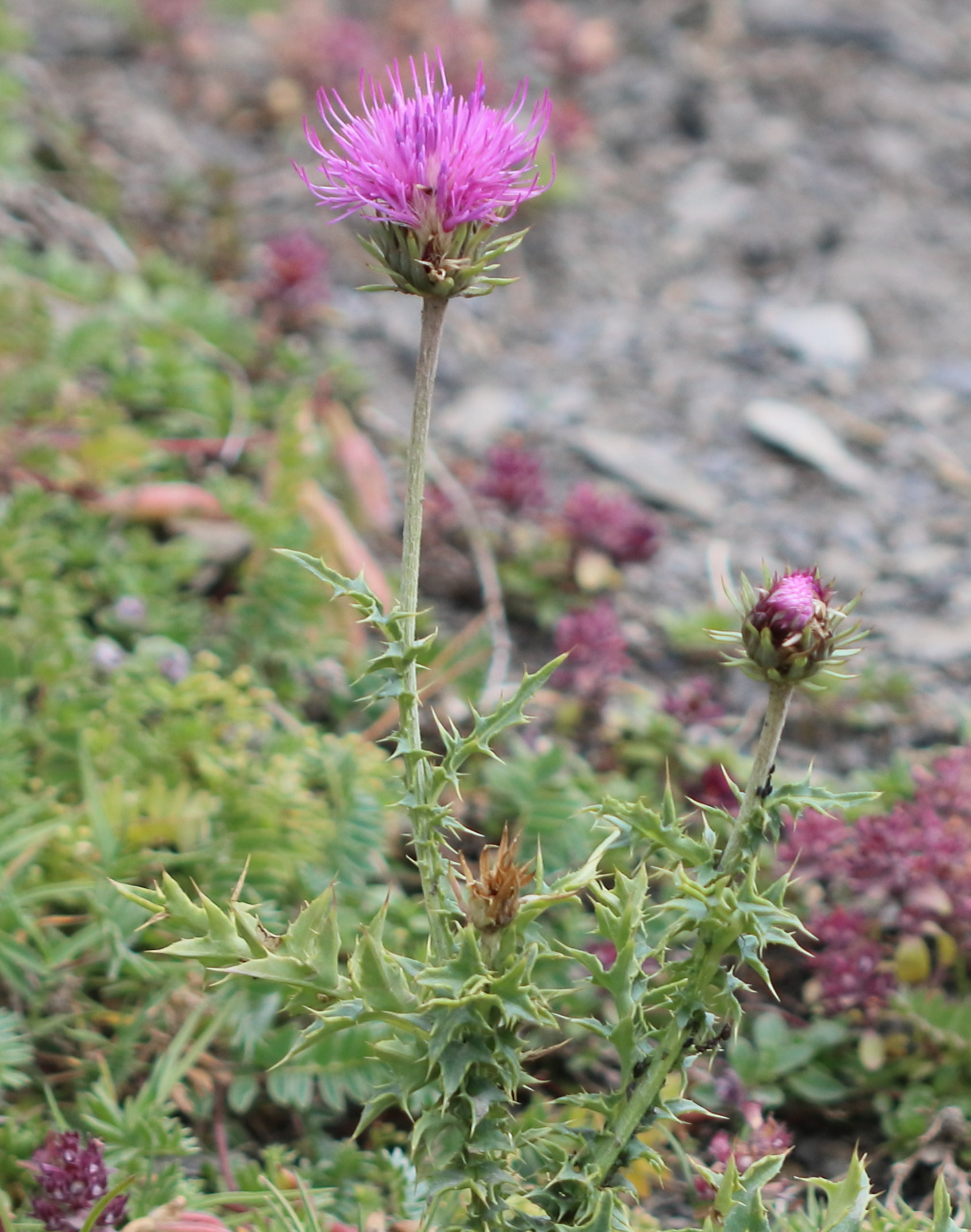 Afficher le média carduus_defloratus4bd carduus_defloratus4bd