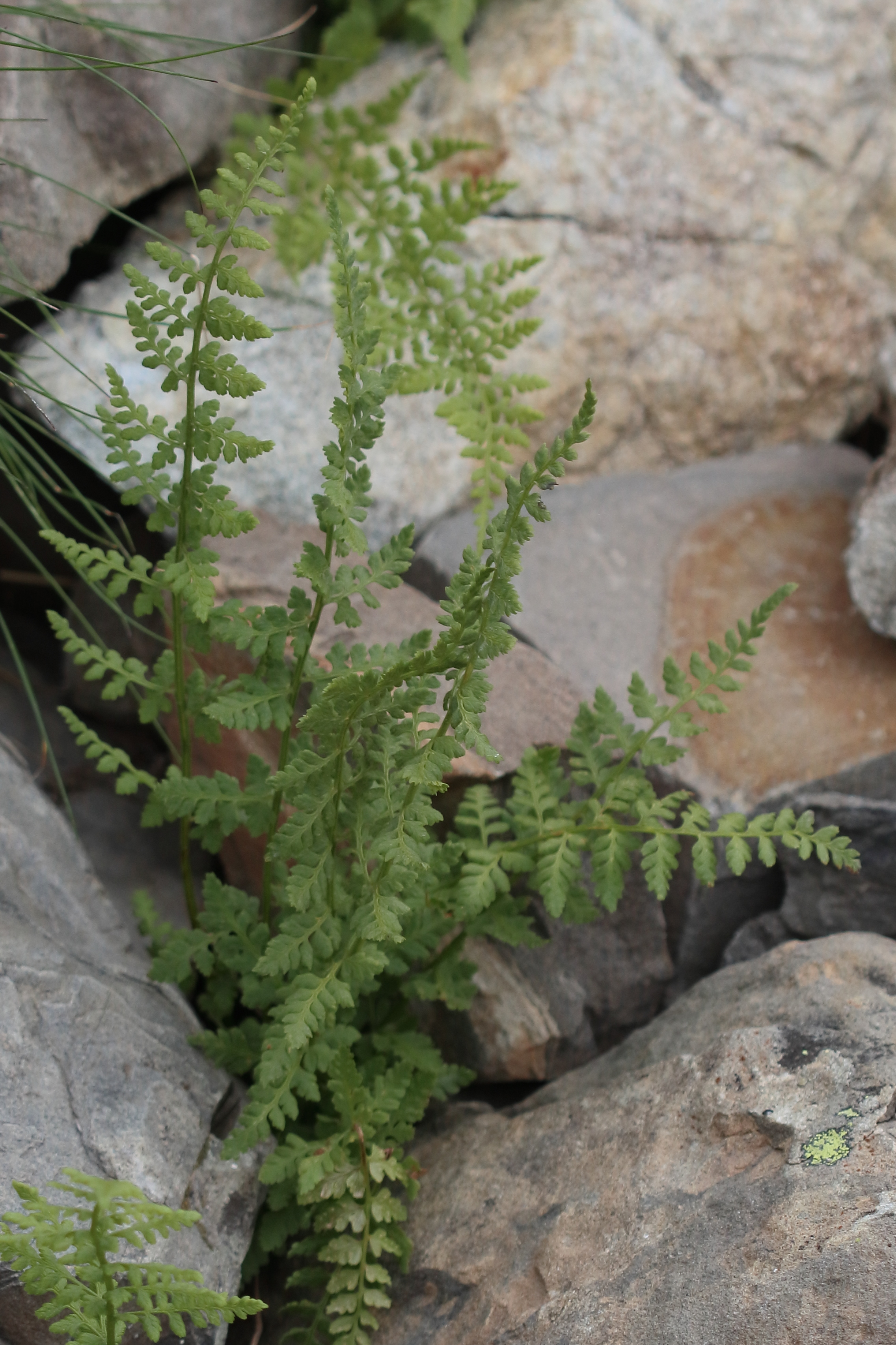 Afficher le média cystopteris_fragilis1bd cystopteris_fragilis1bd