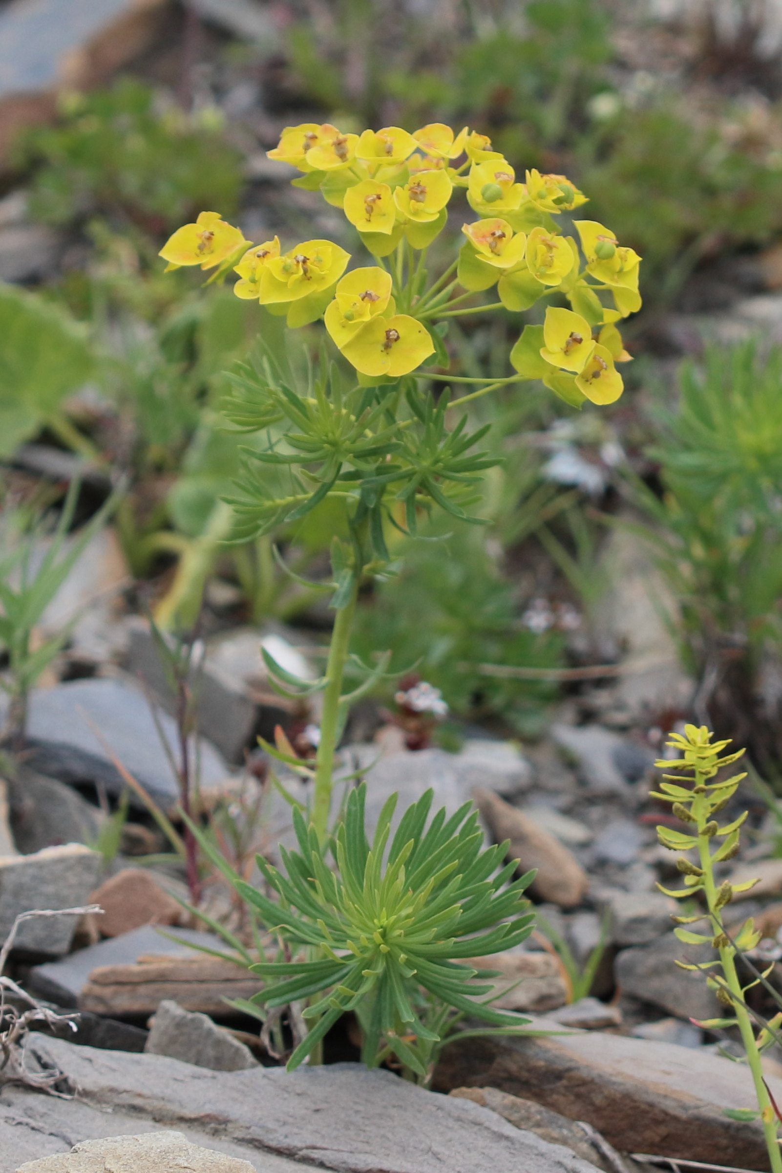 Afficher le média euphorbia_cyparissias10bd euphorbia_cyparissias10bd