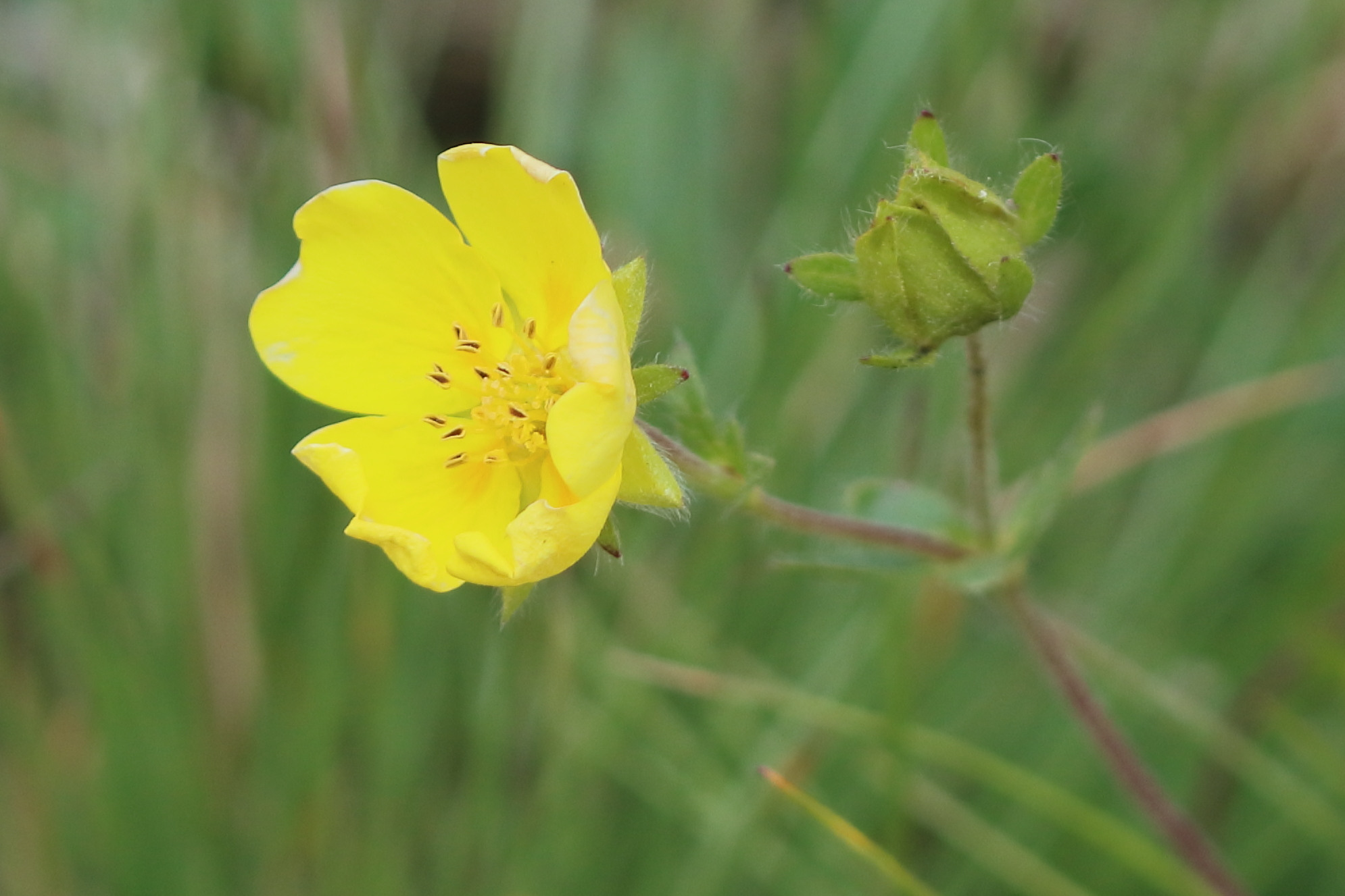 potentilla_grandiflora5bd