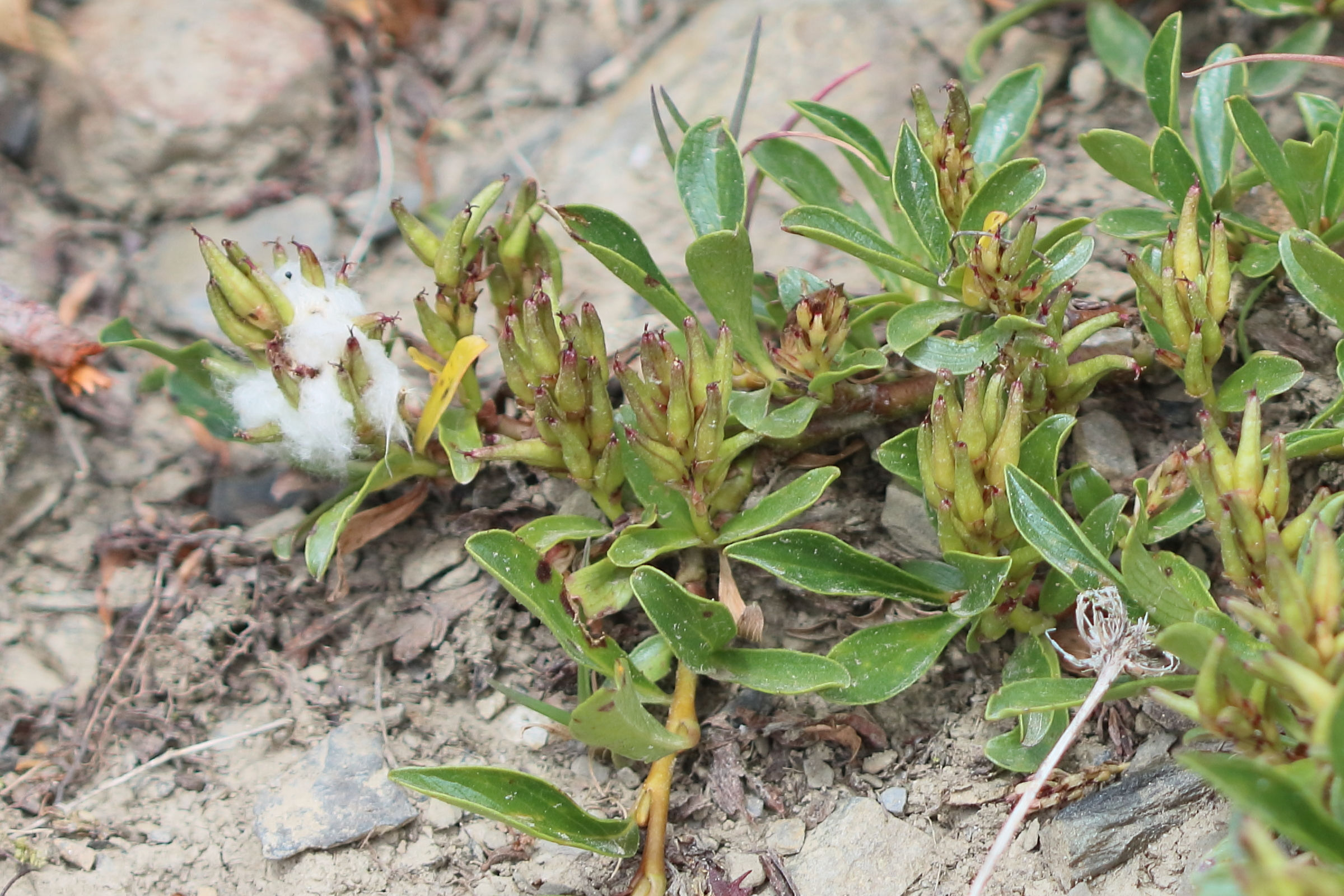 Afficher le média salix_retusa7bd salix_retusa7bd