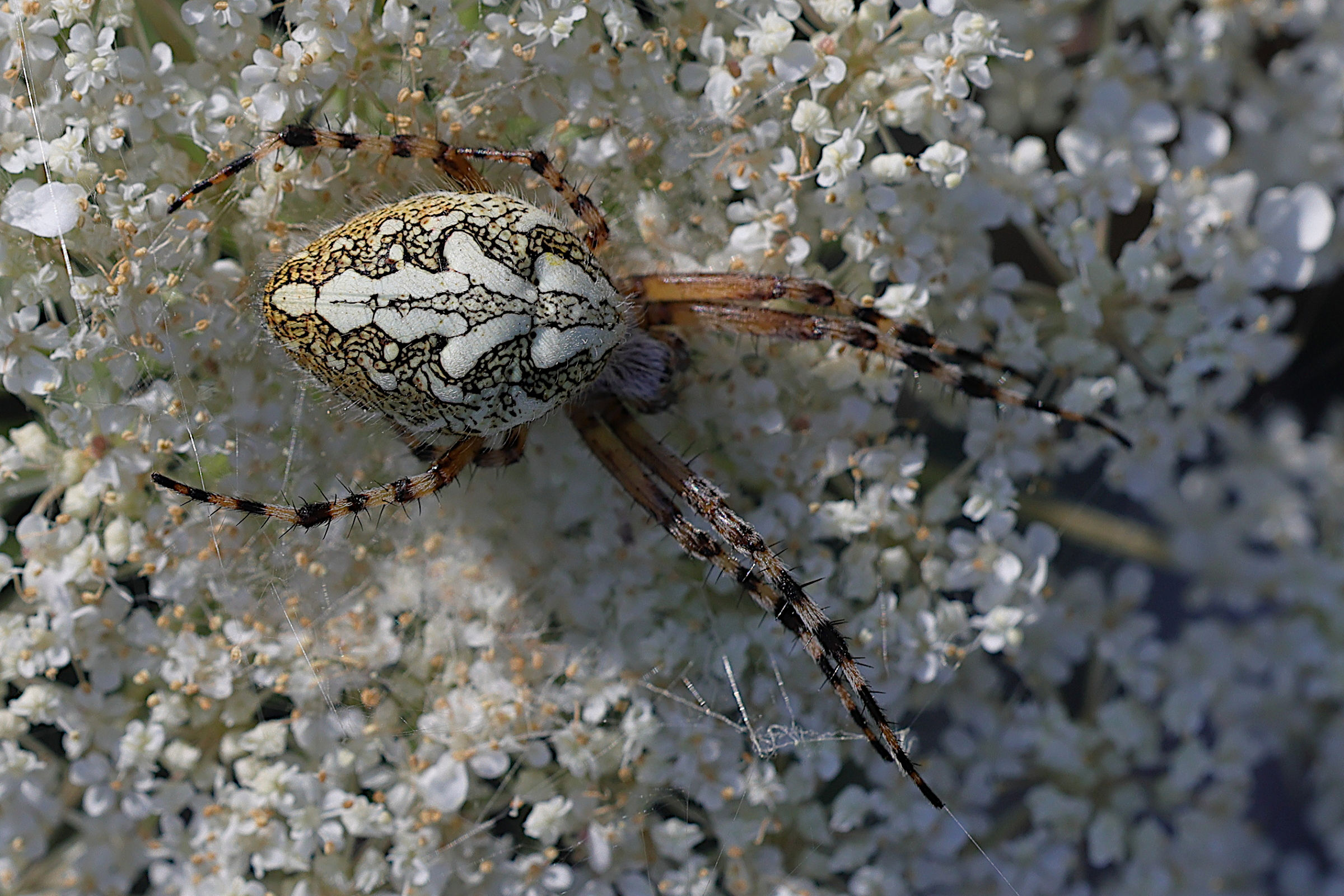 aculepeira_ceropegia6md