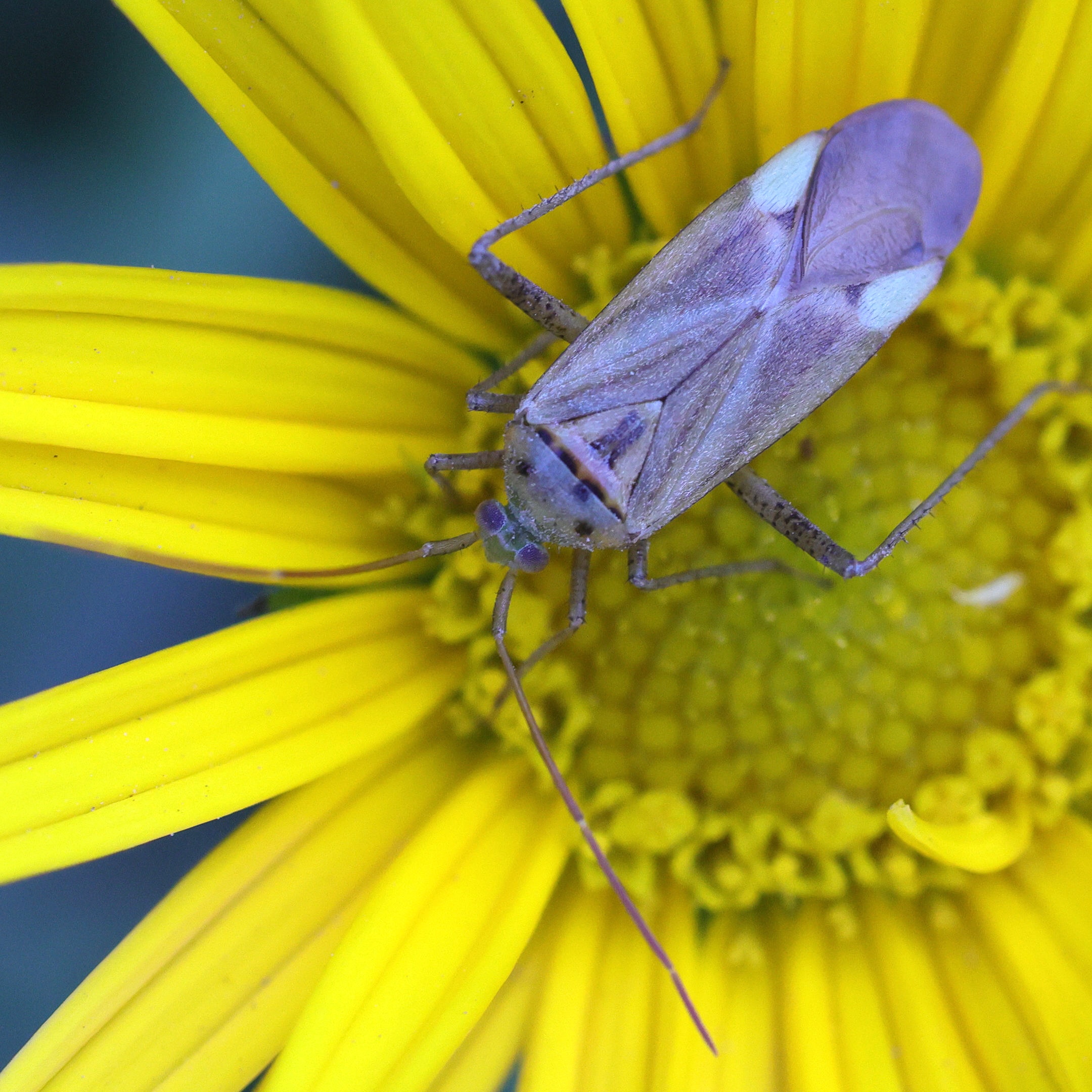 Afficher le média adelphocoris_lineolatus6md adelphocoris_lineolatus6md