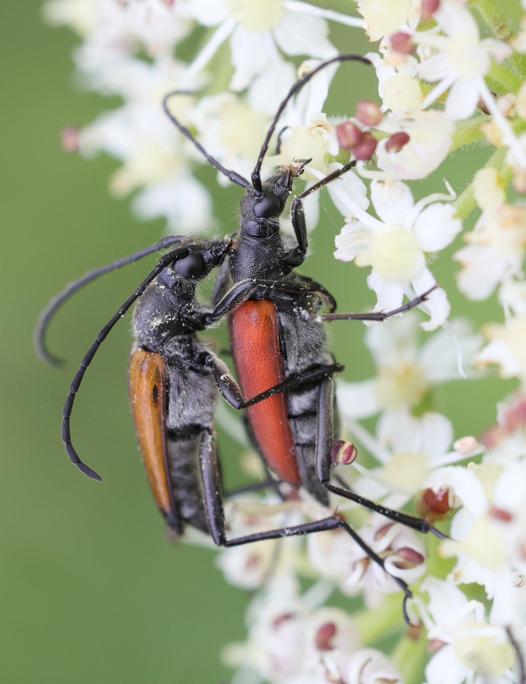 anastrangalia_sanguinolenta3md