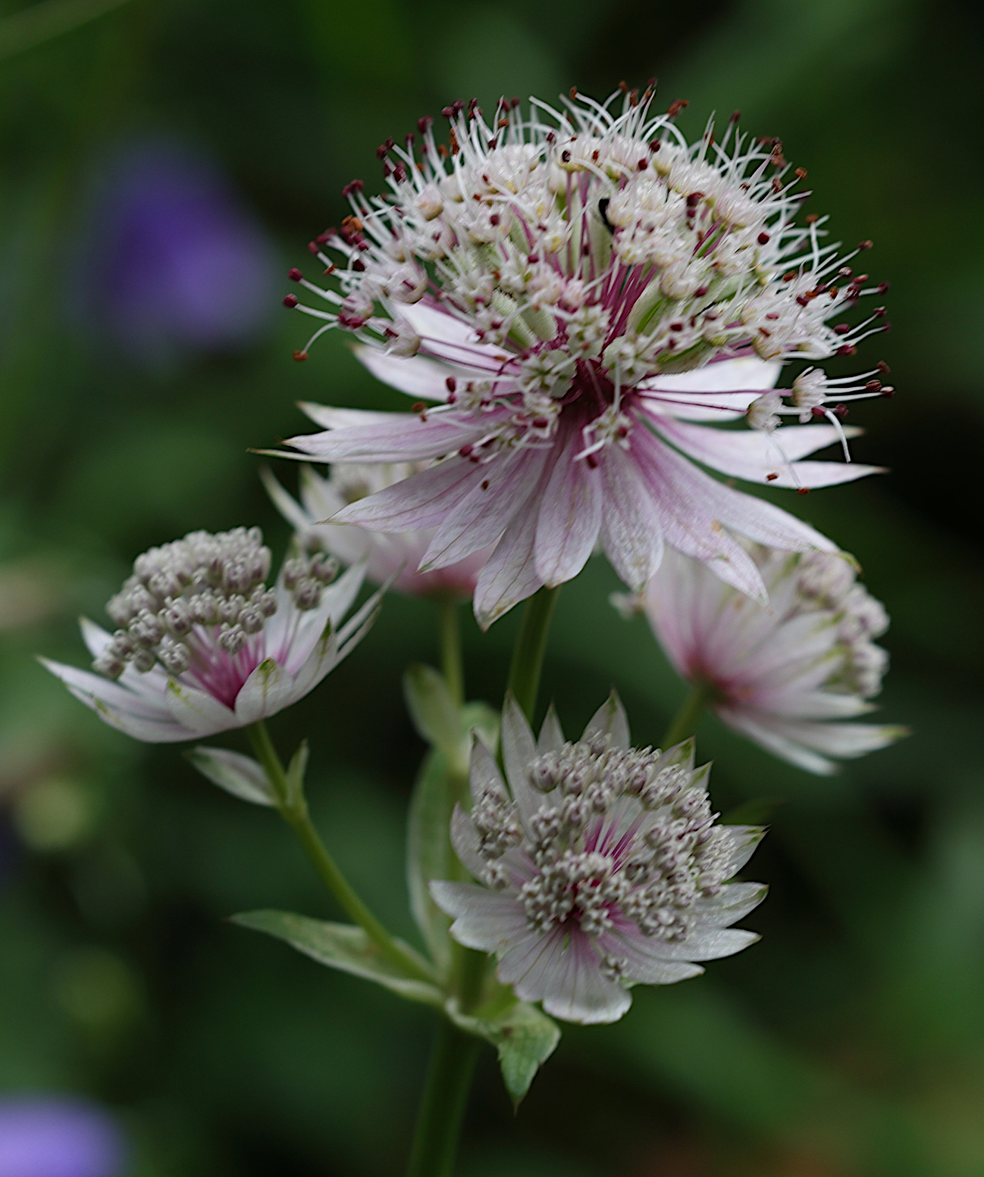 astrantia_major2amd