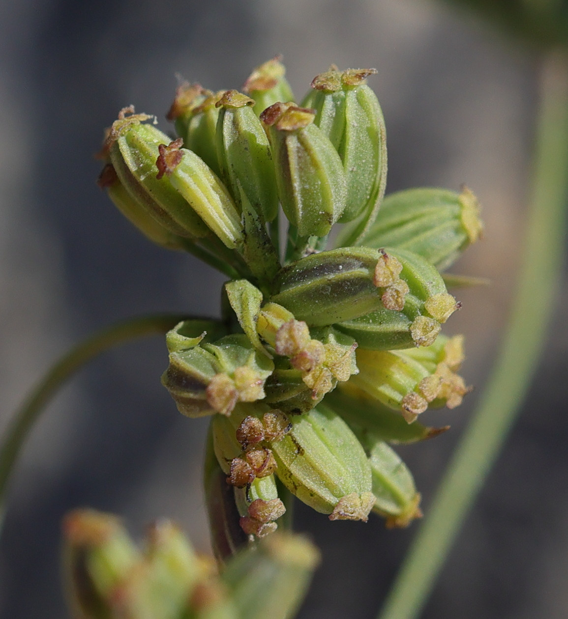 bupleurum_falcatum7md