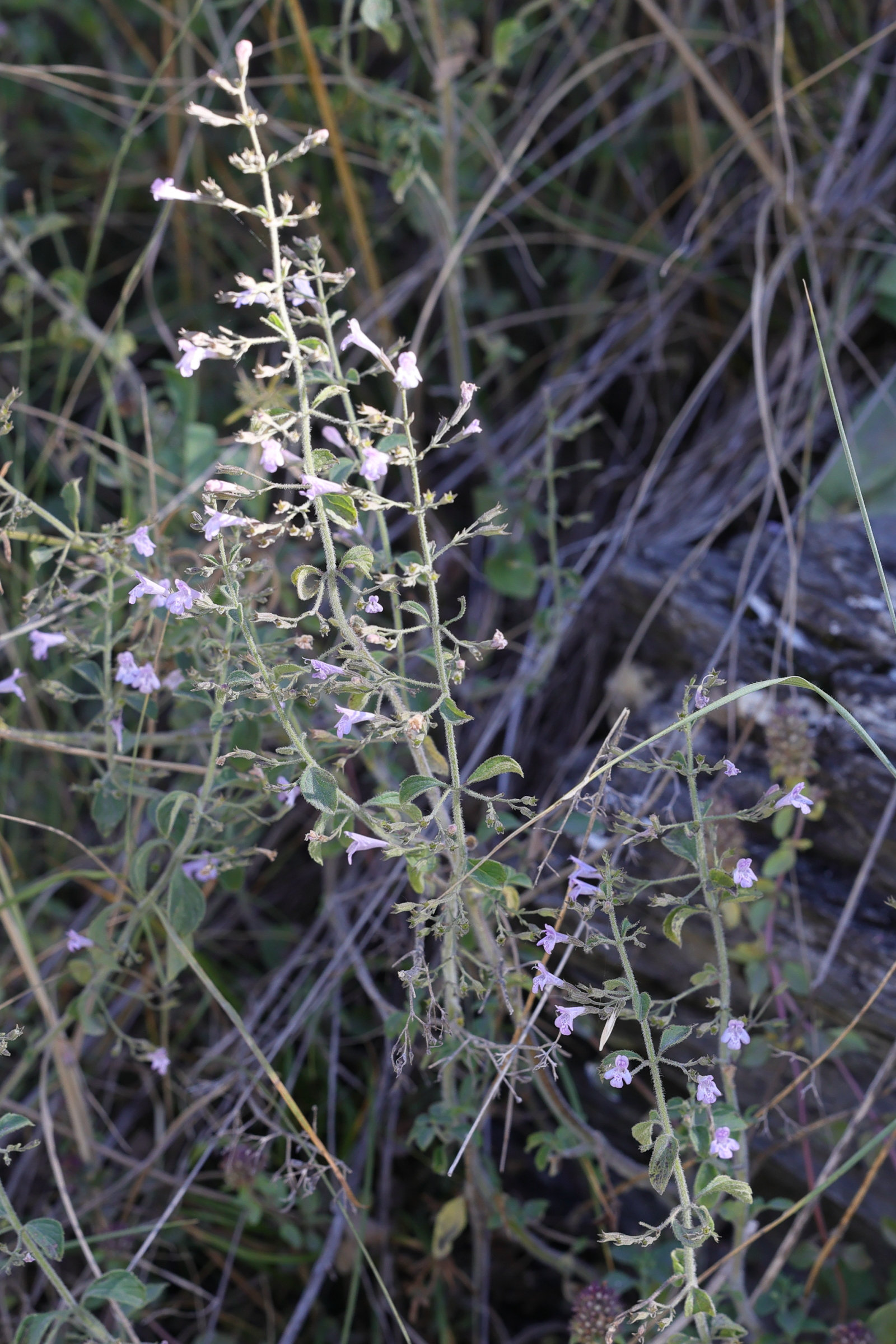 Afficher le média clinopodium_alpinum6md clinopodium_alpinum6md