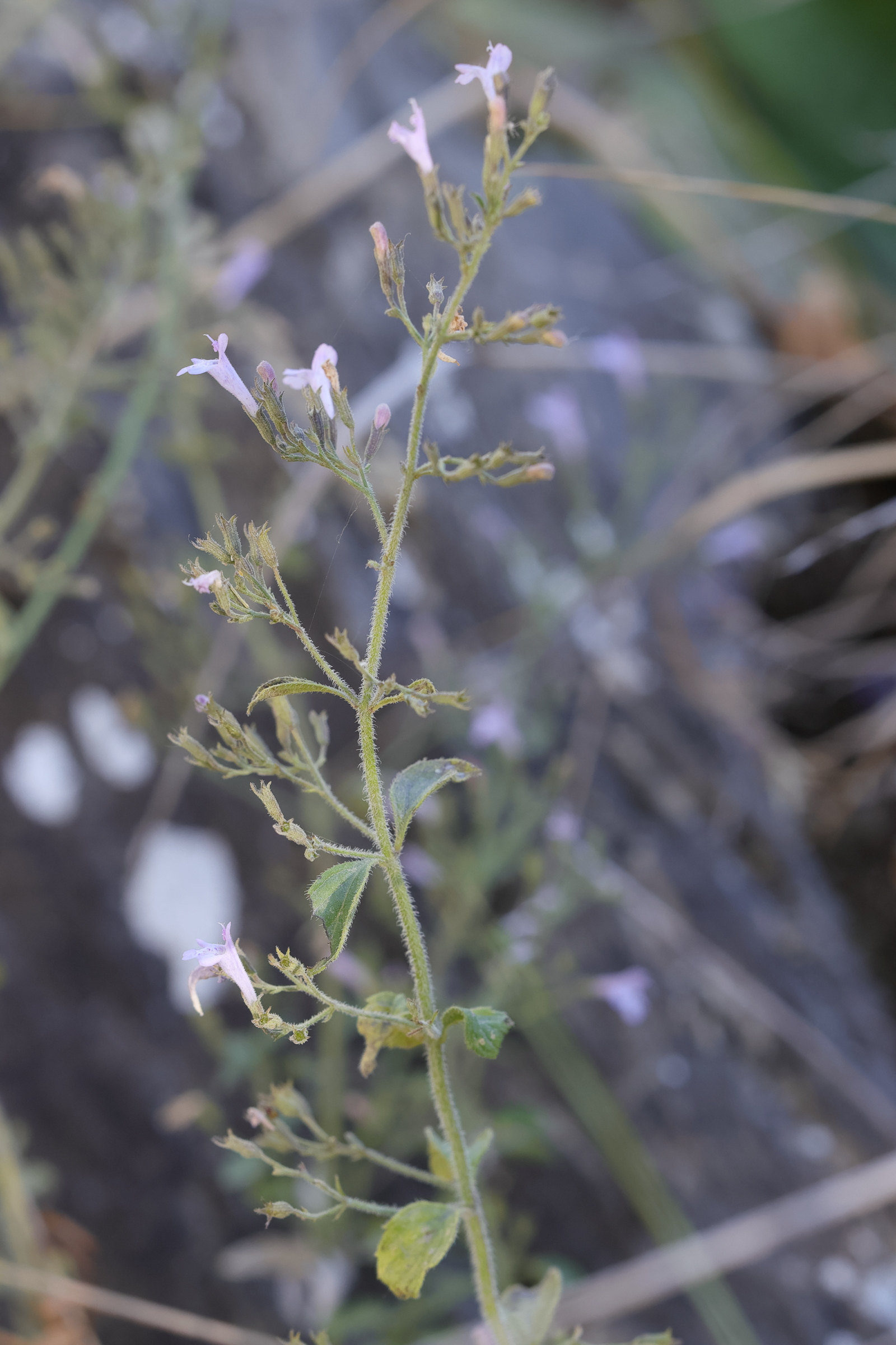 Afficher le média clinopodium_alpinum7md clinopodium_alpinum7md