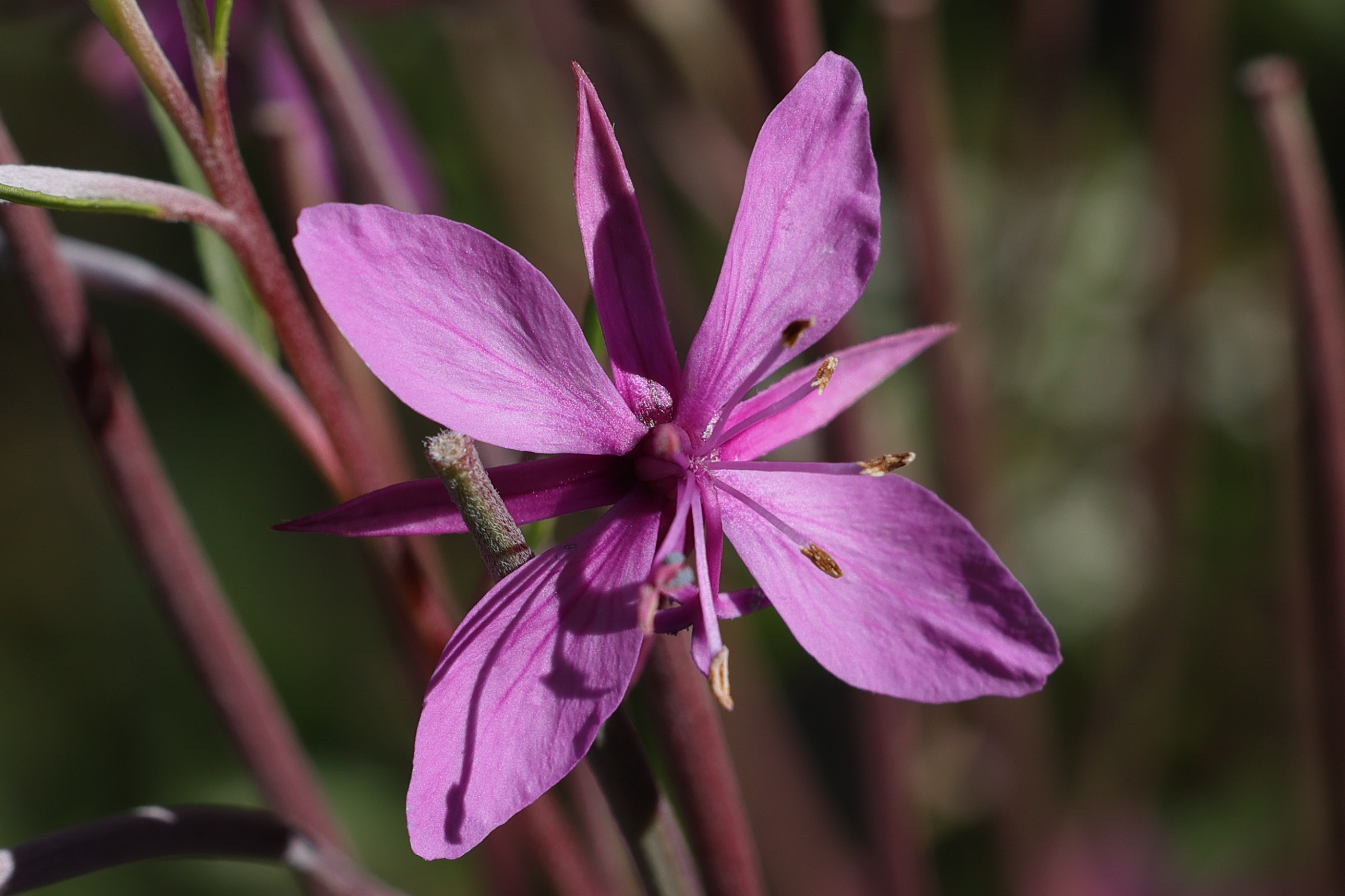 epilobium_dodonaei_fleischeri3md