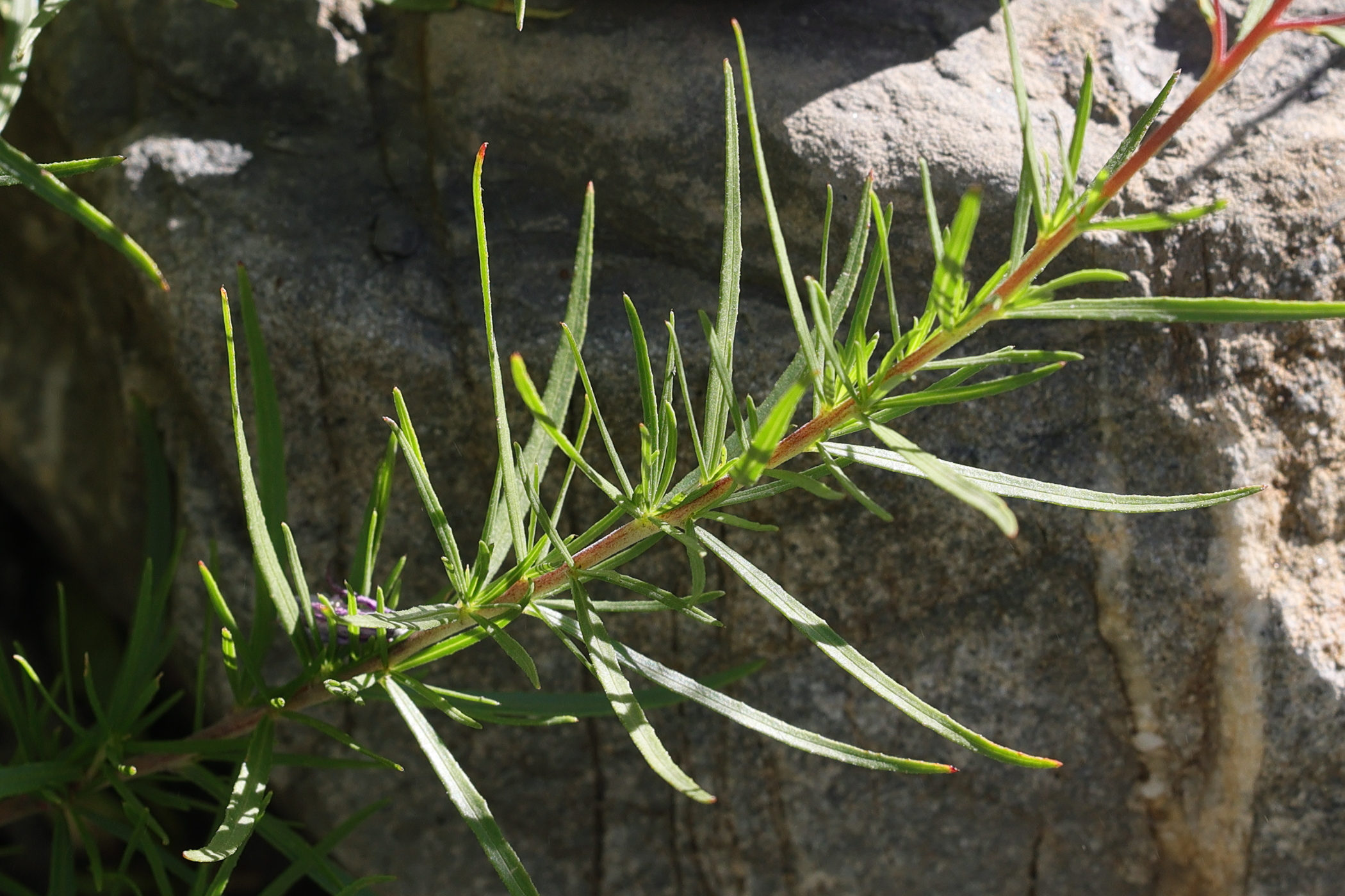 epilobium_dodonaei_fleischeri5md
