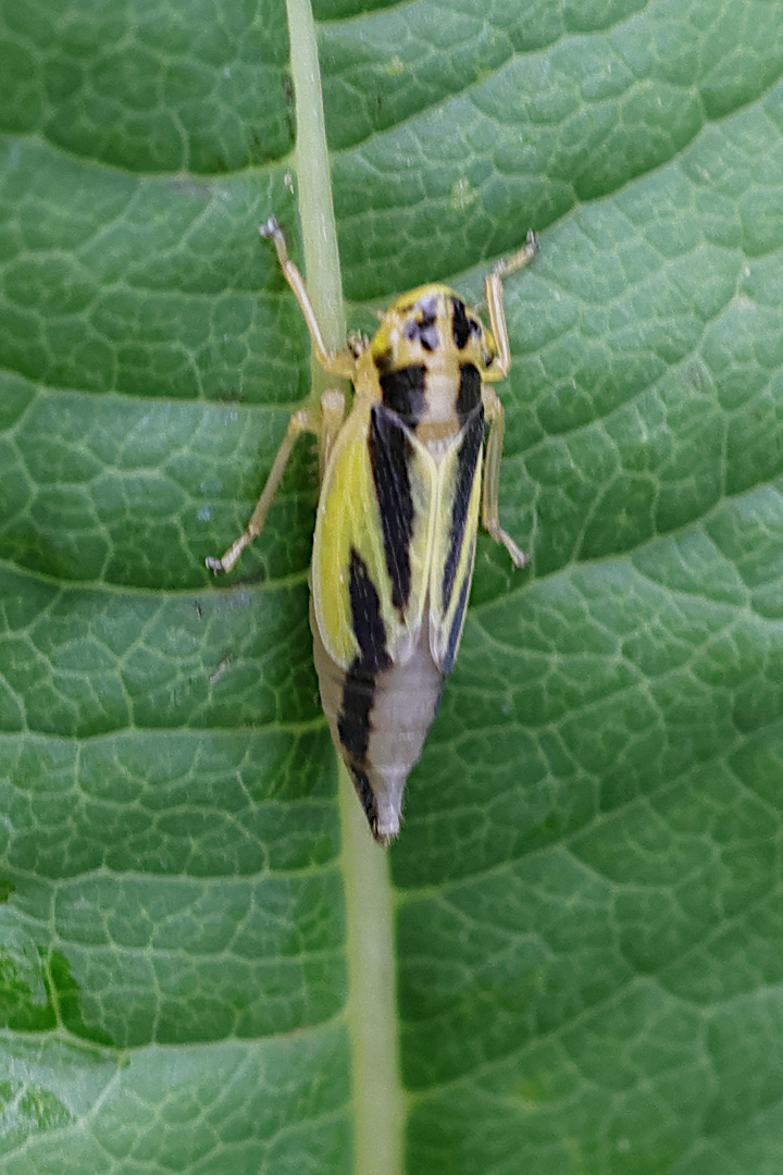 evacanthus_interruptus3md