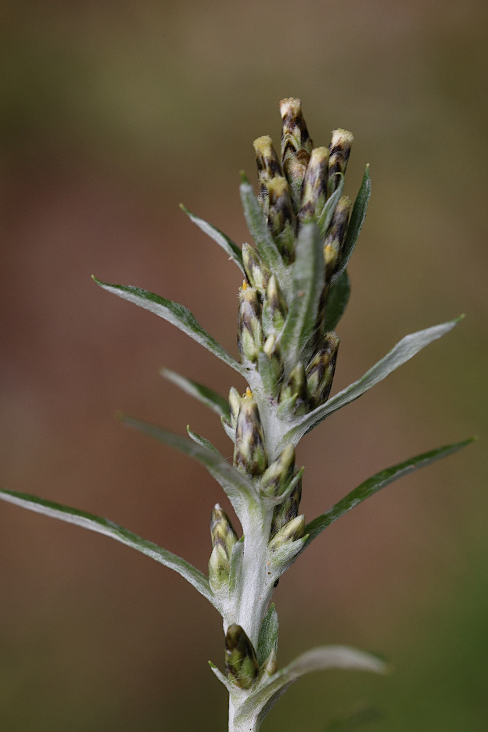 gnaphalium_sylvaticum5md