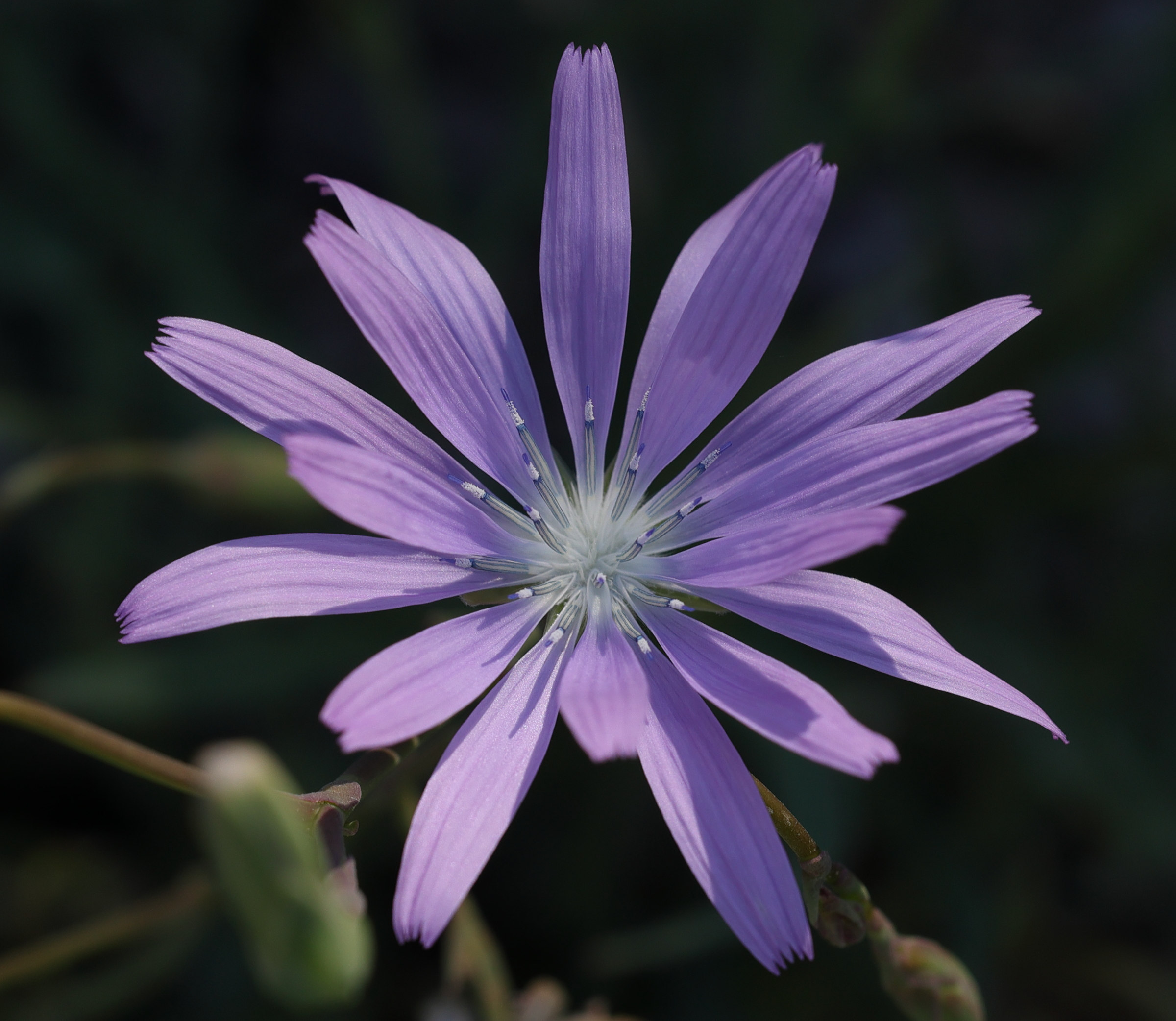 lactuca_perennis2amd