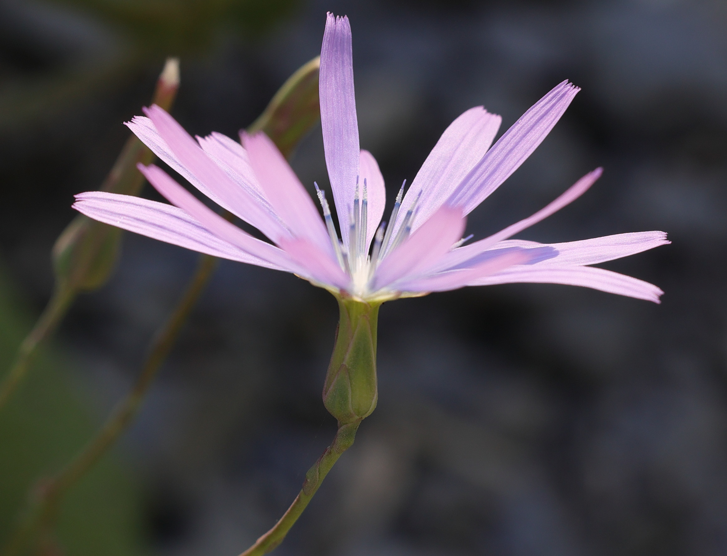 lactuca_perennis2bmd