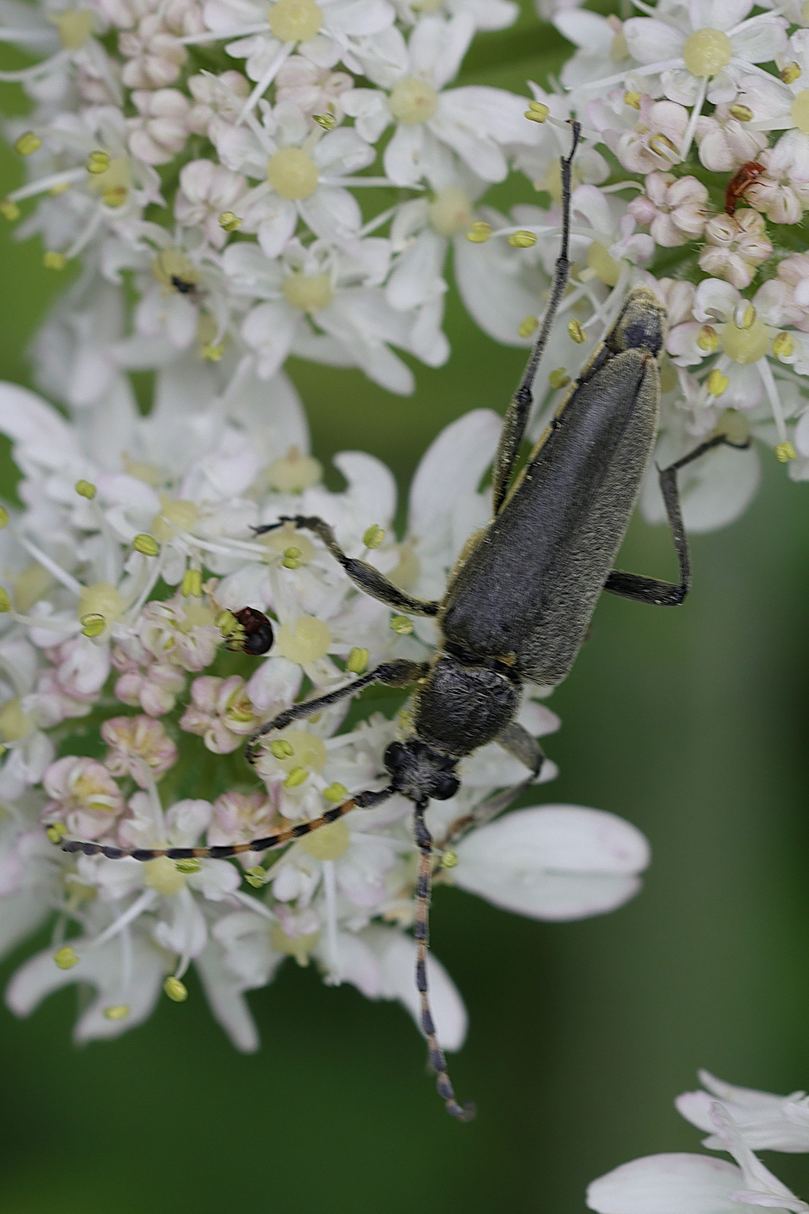 lepturobosca_virens3md