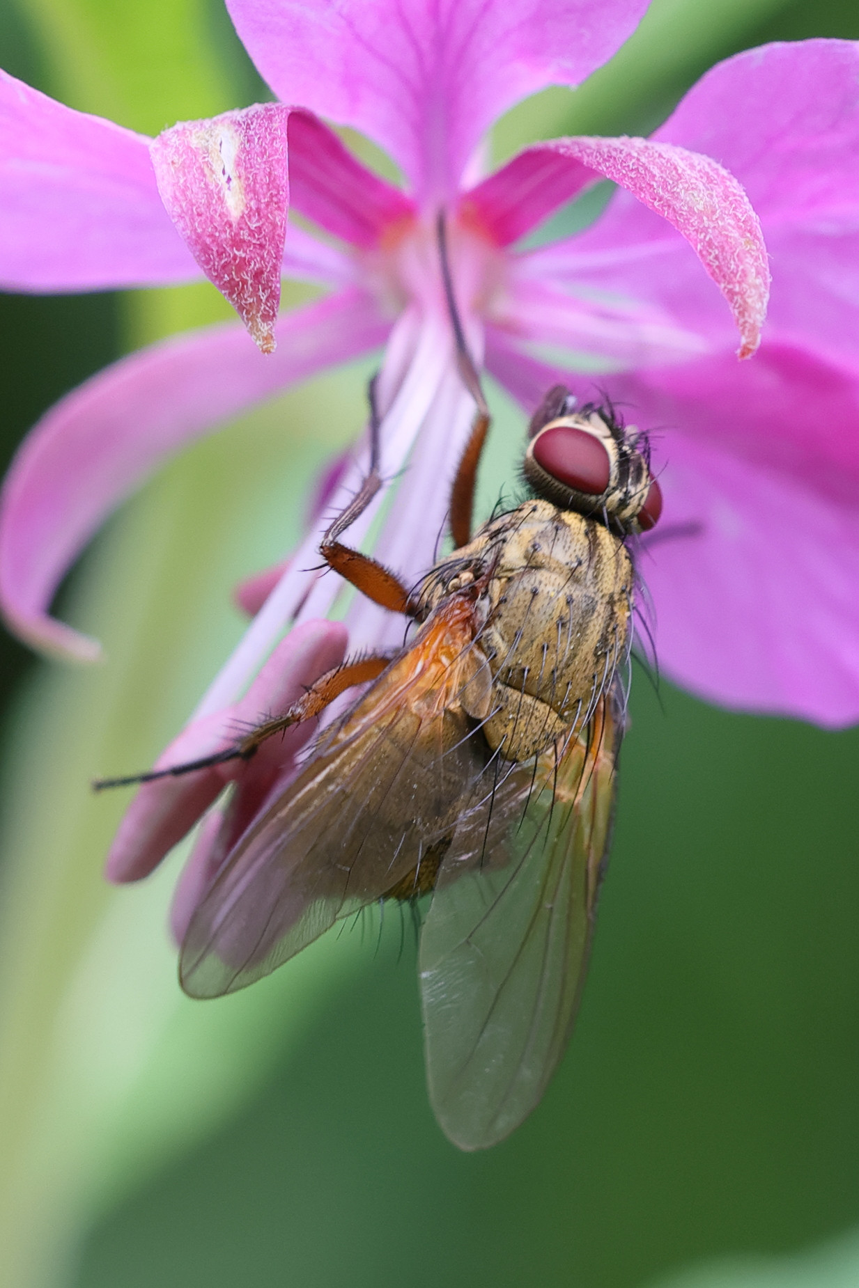 phaonia_angelicae2md