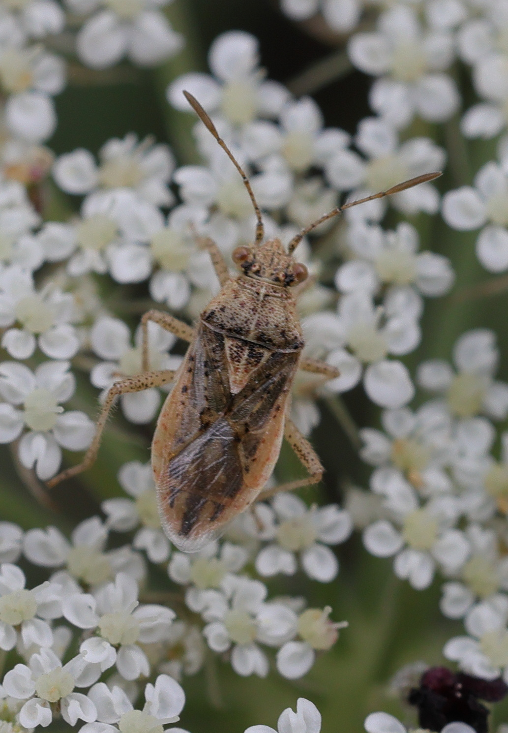 Afficher le média rhopalus_parumpunctatus rhopalus_parumpunctatus
