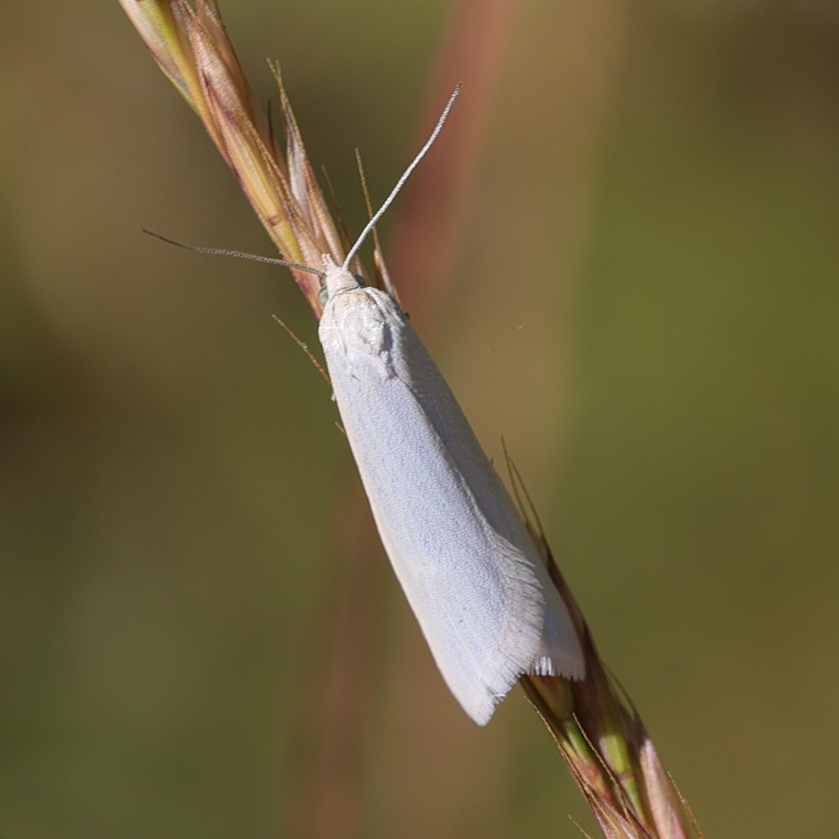 Afficher le média crambus_perlellus4md crambus_perlellus4md