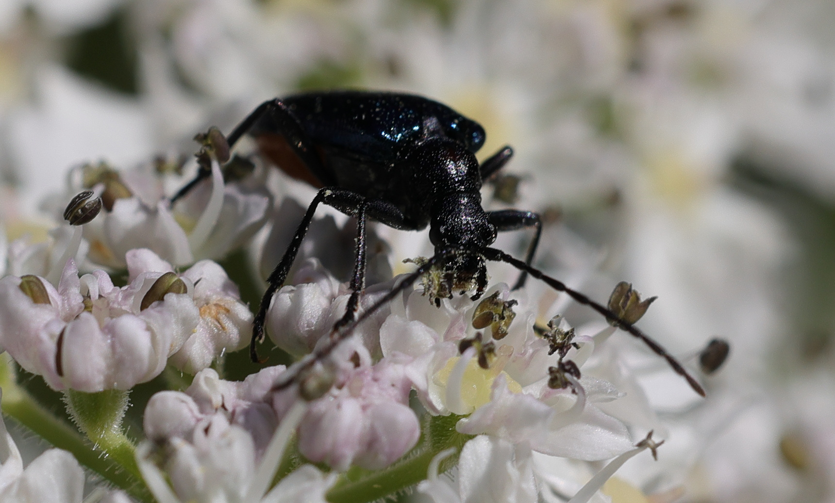 gaurotes_virginea5md