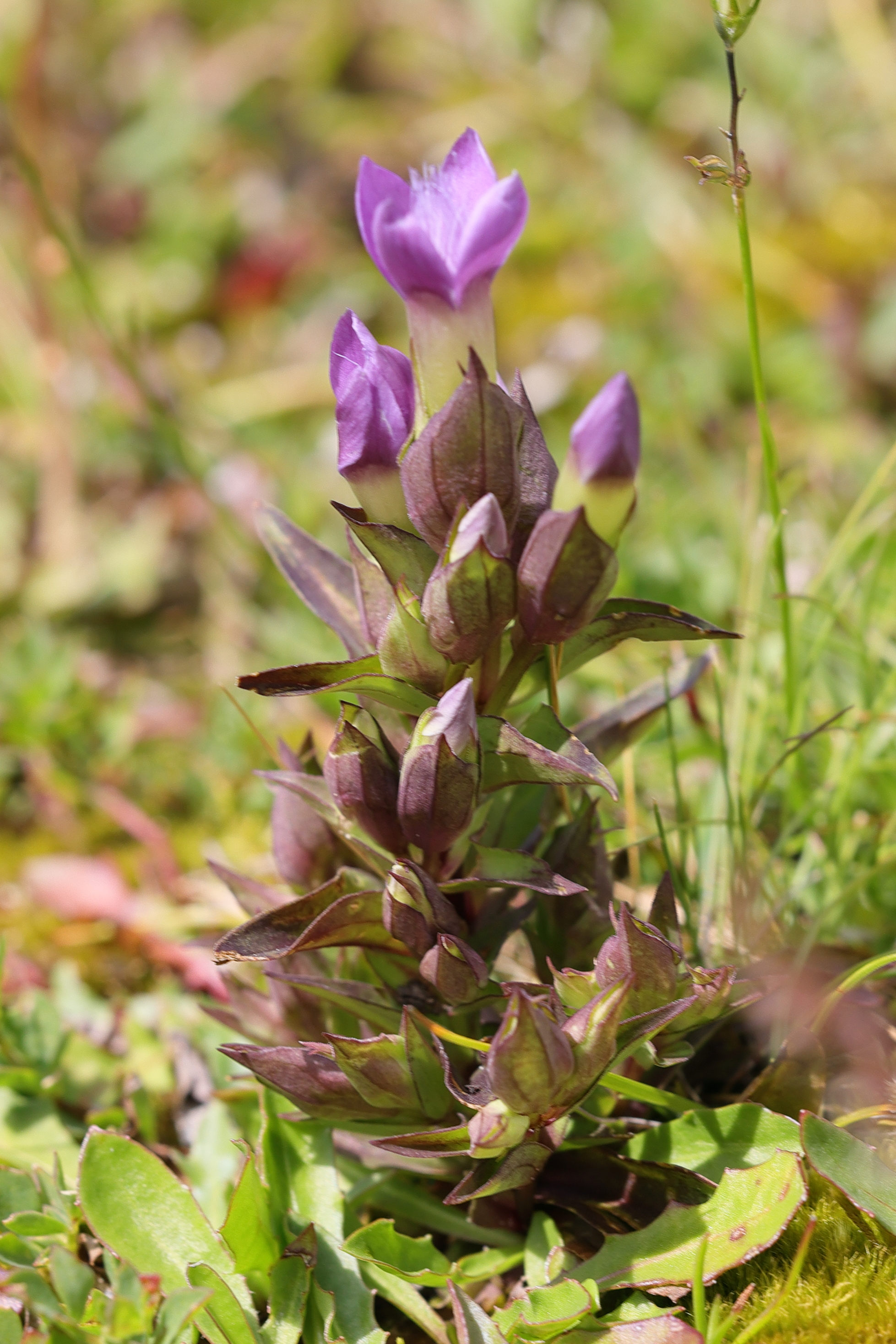Afficher le média gentianella_campestris4md gentianella_campestris4md