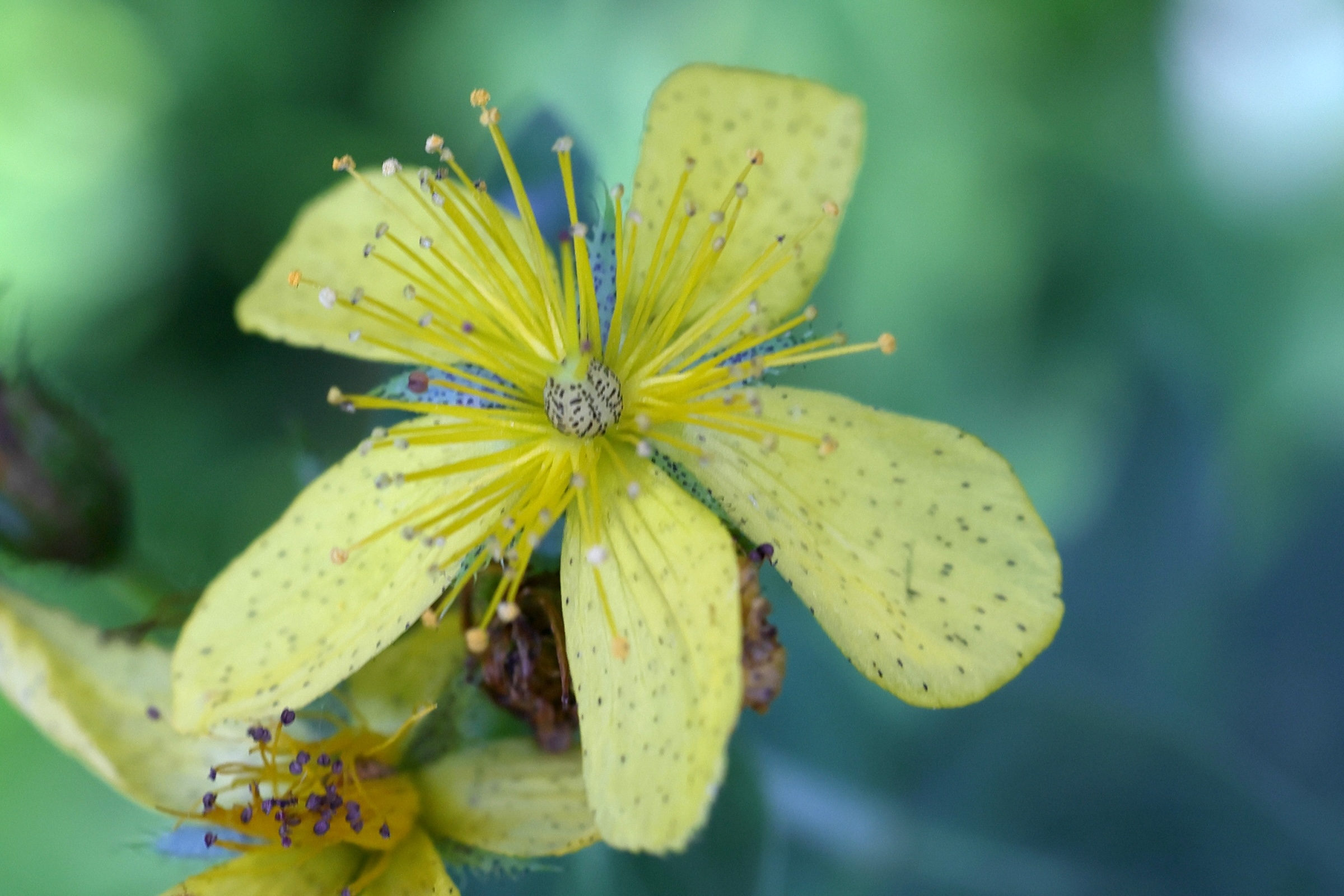 Afficher le média hypericum_richeri6md hypericum_richeri6md