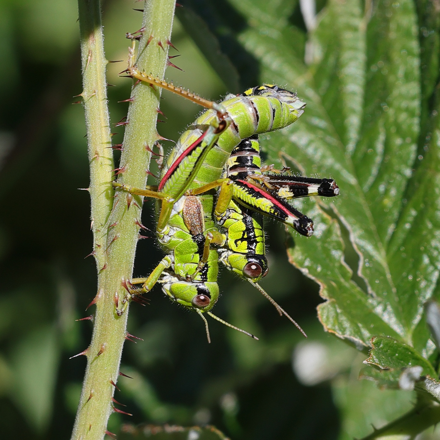 Afficher le média miramella_alpina_subalpina7md miramella_alpina_subalpina7md
