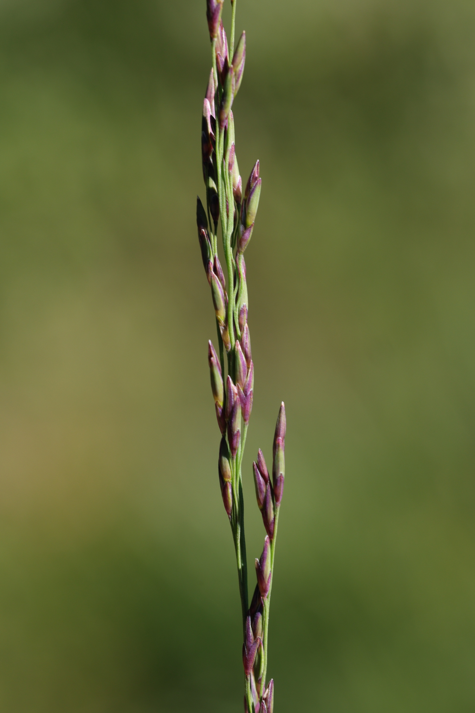 molinia_caerulea6md