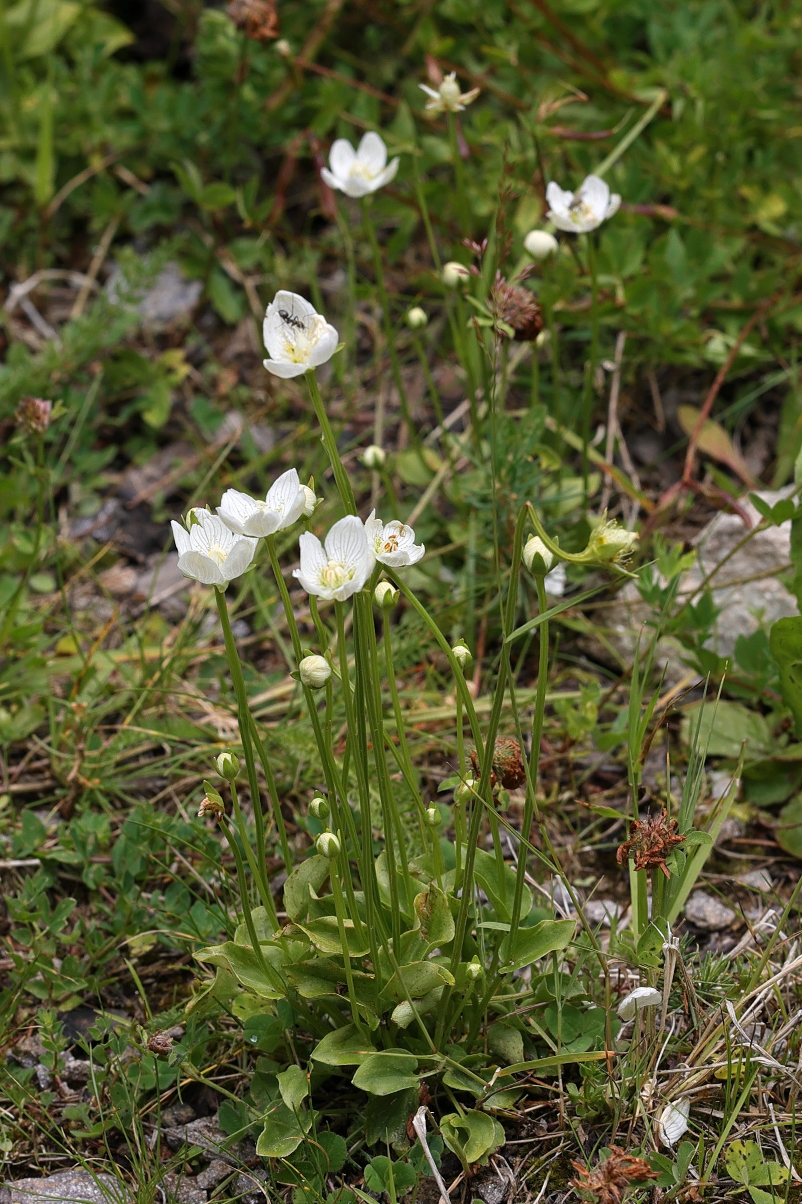 Afficher le média parnassia_palustris3md parnassia_palustris3md