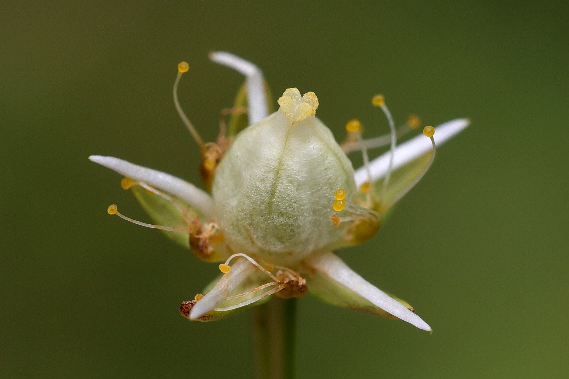 Afficher le média parnassia_palustris6md parnassia_palustris6md