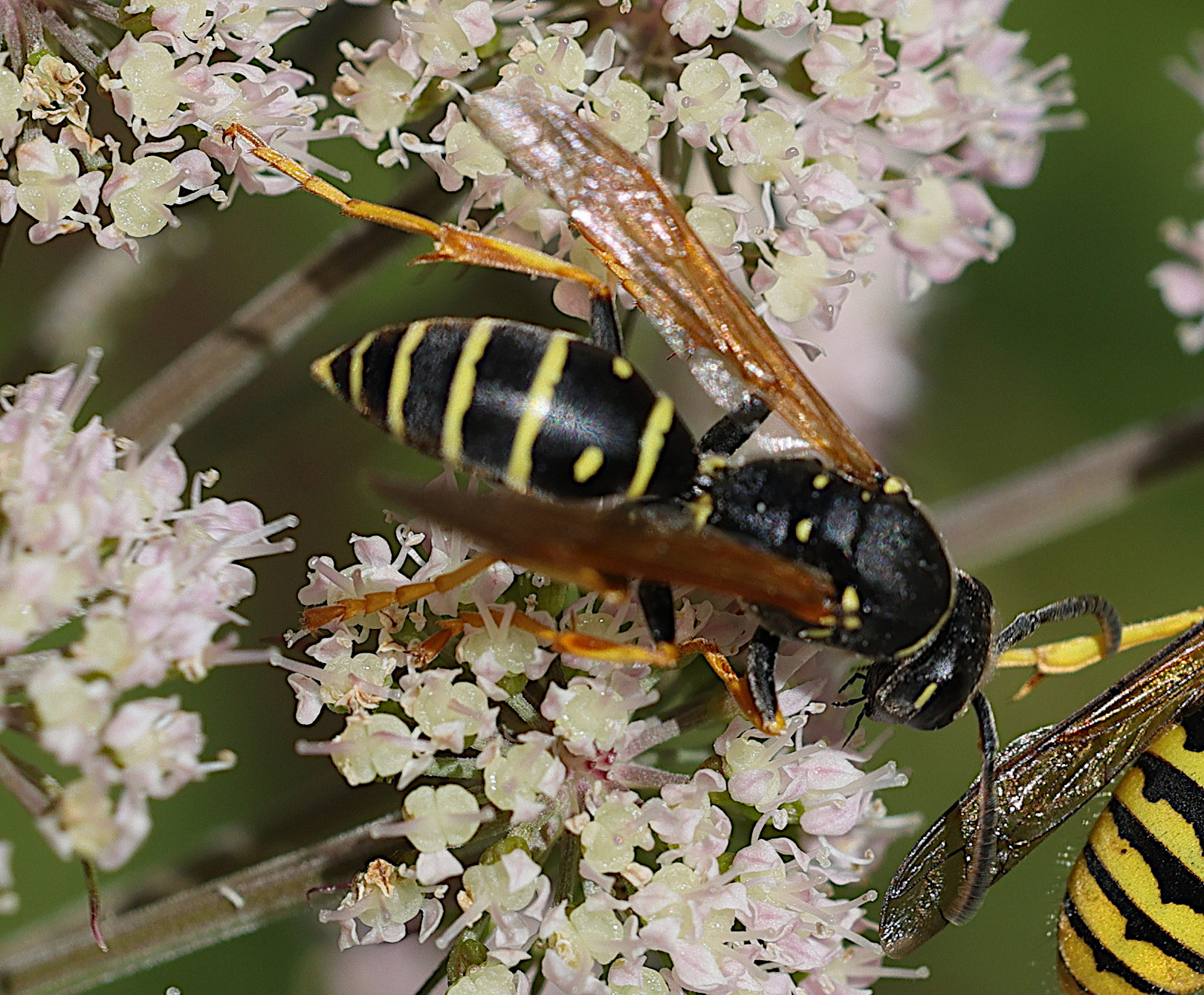 polistes_biglumis4md