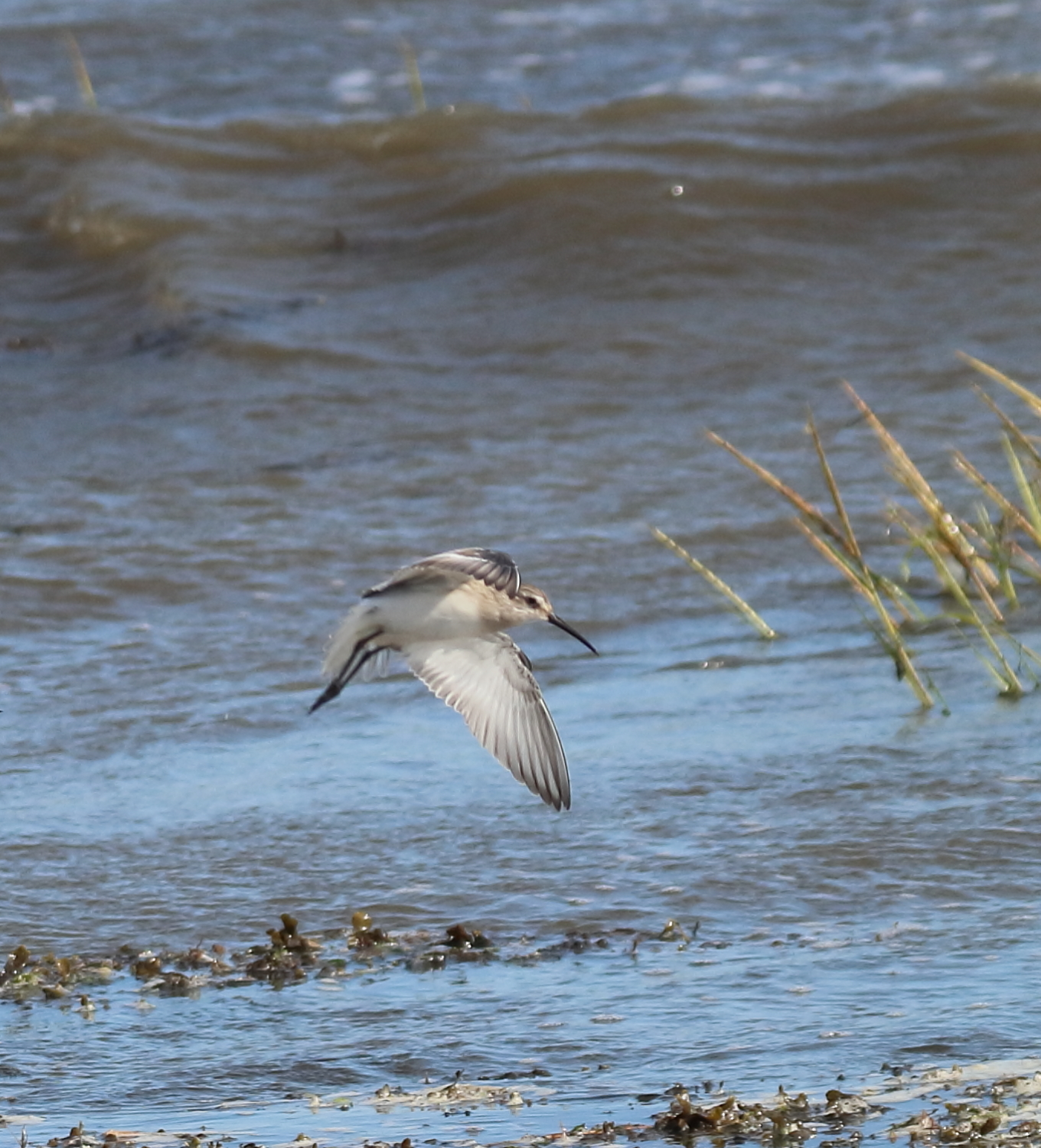 becasseau_cocorli_-_calidris_ferruginea4bd