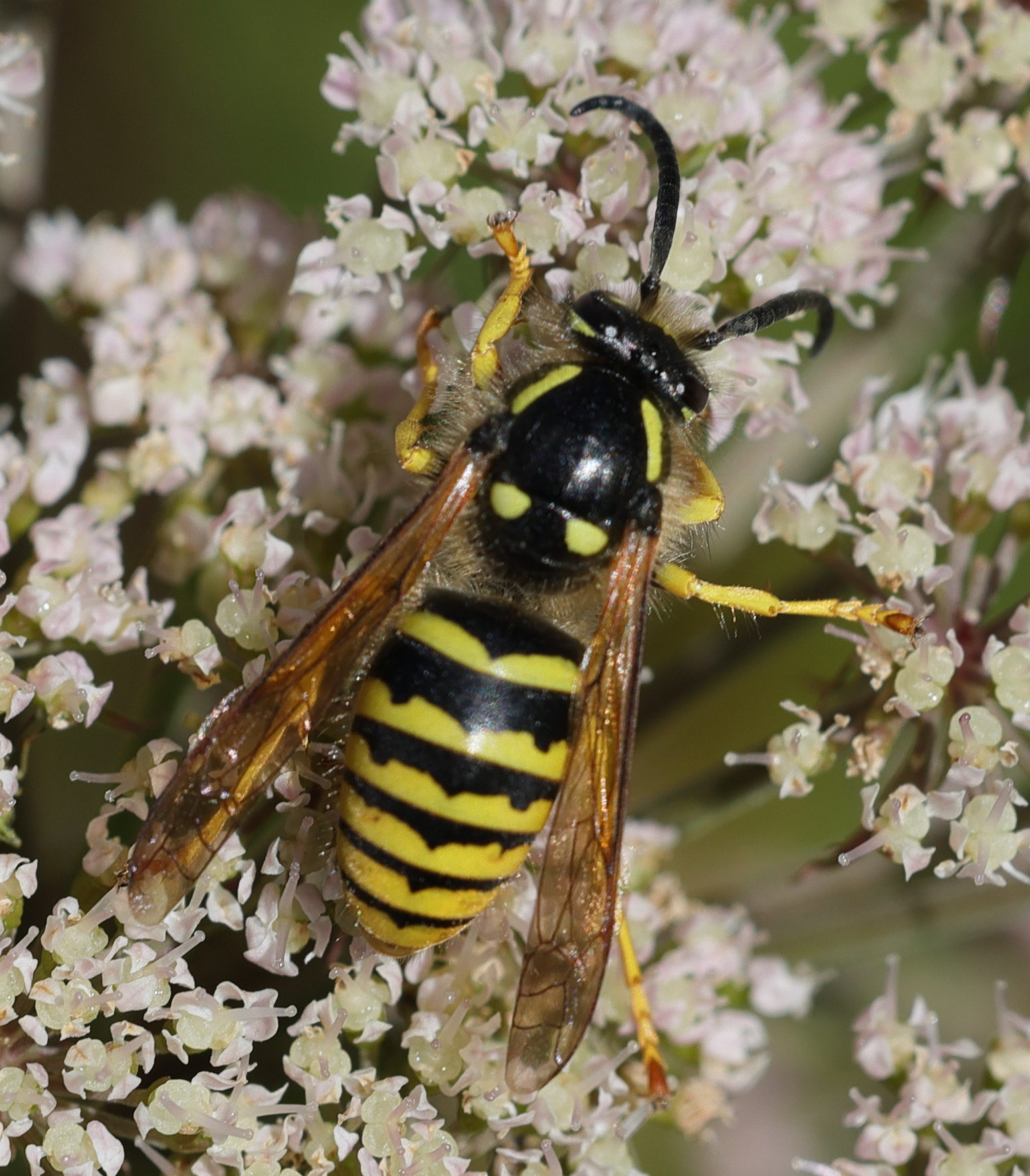 dolichovespula_sylvestris1md