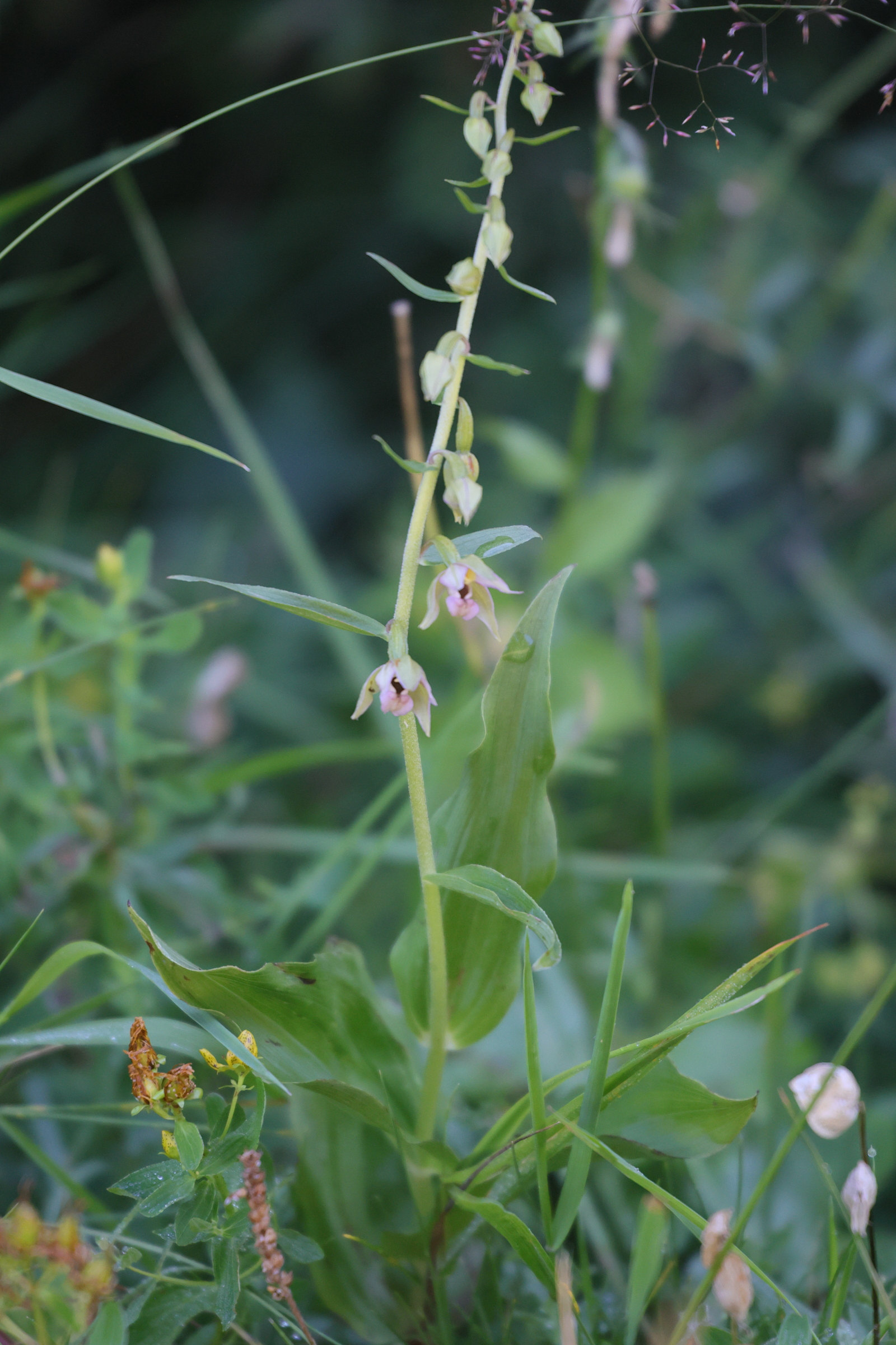 epipactis_bugacensis1md