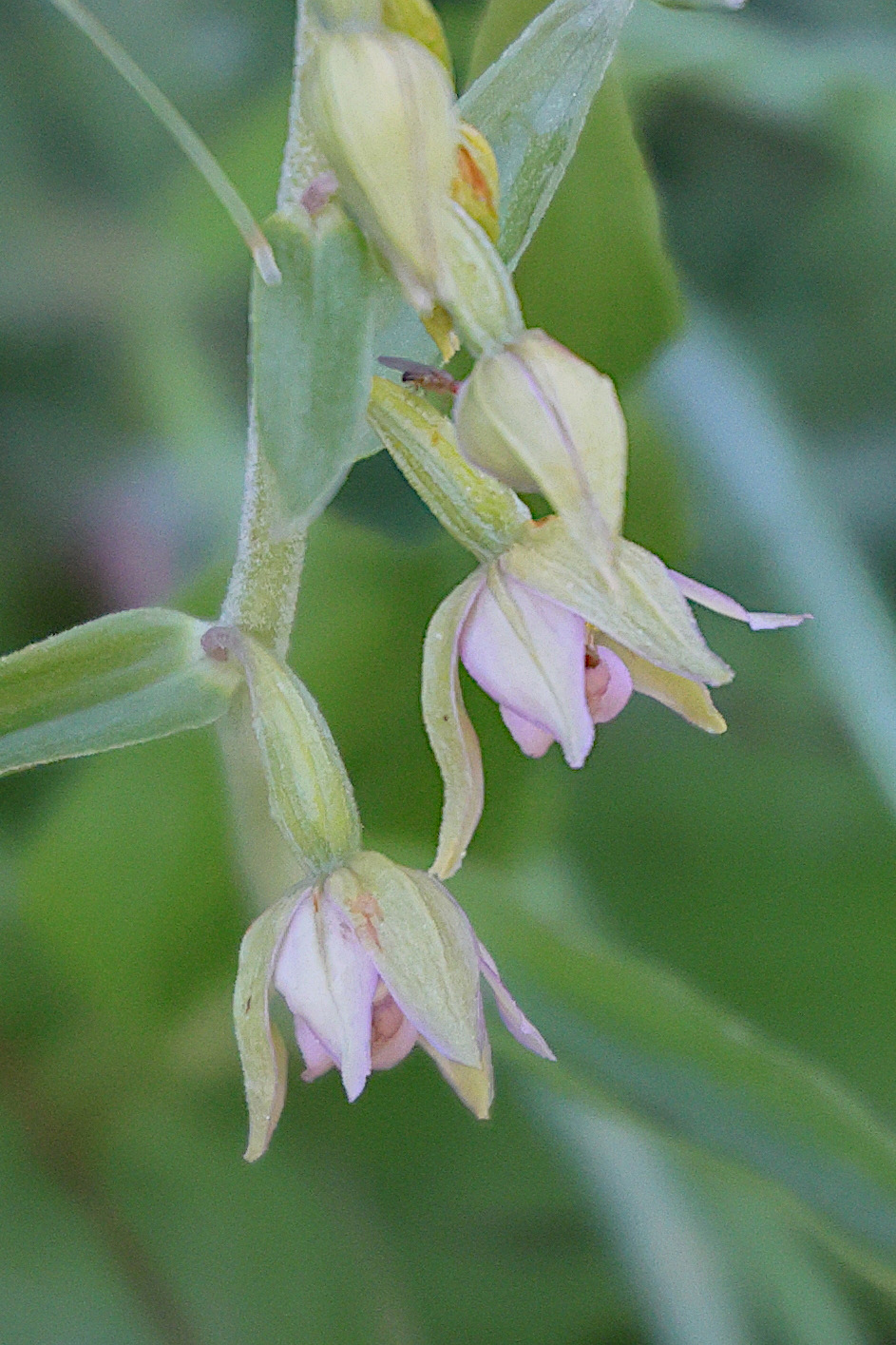 epipactis_bugacensis2md
