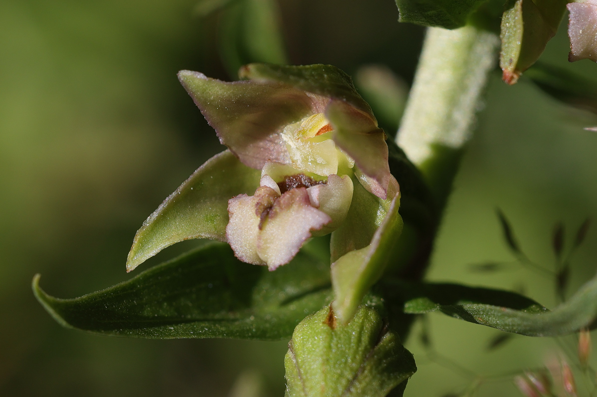 epipactis_bugacensis3md
